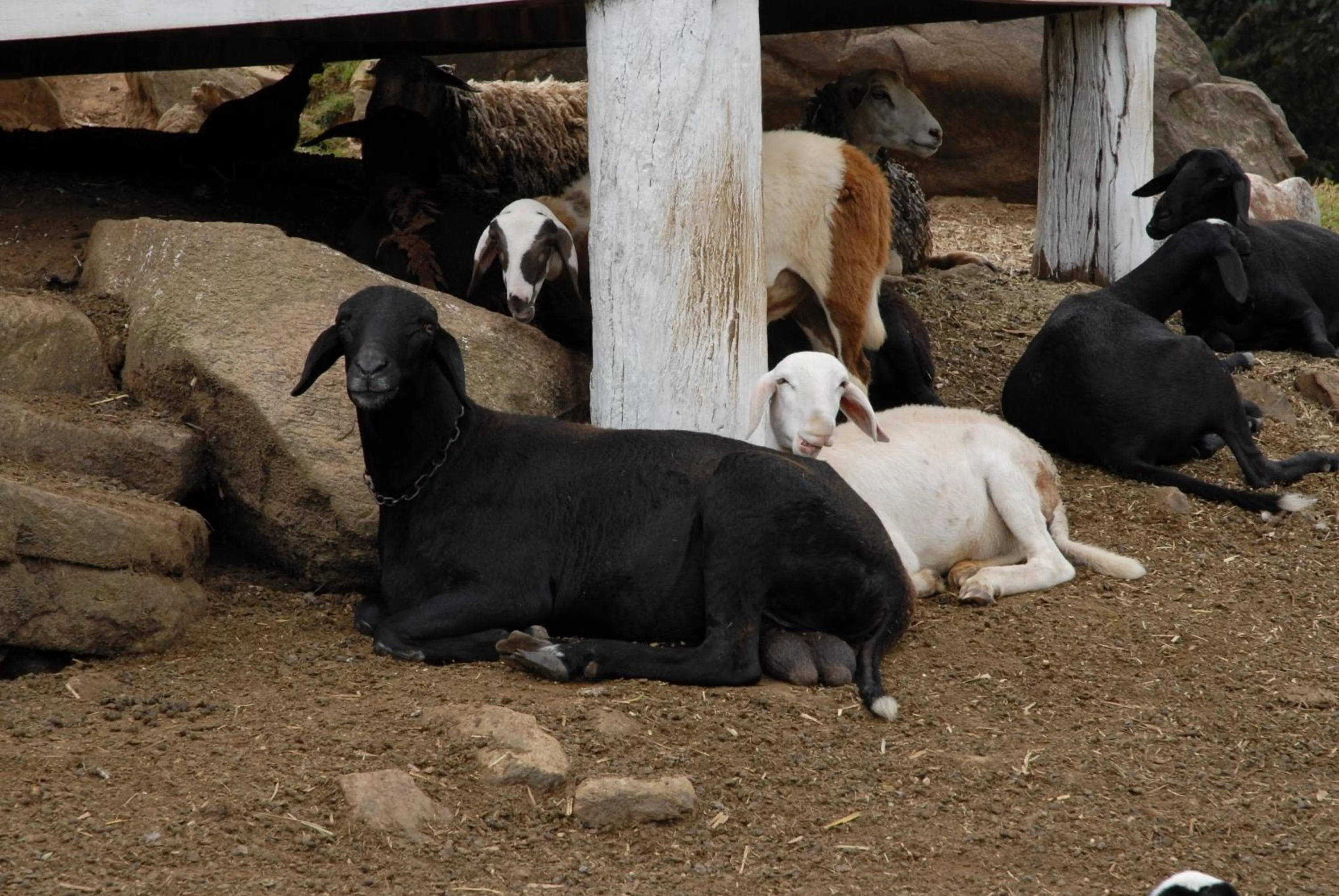 Animals in Hotel Fazenda Village Montana