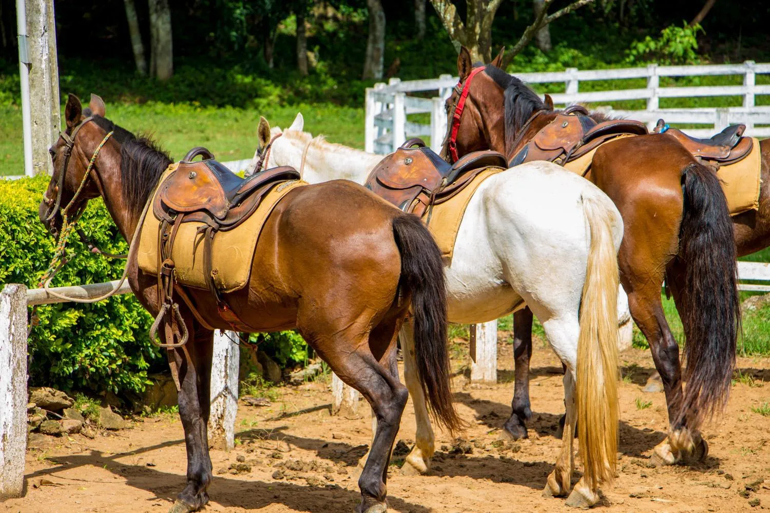 Horse-riding in Hotel Fazenda Village Montana