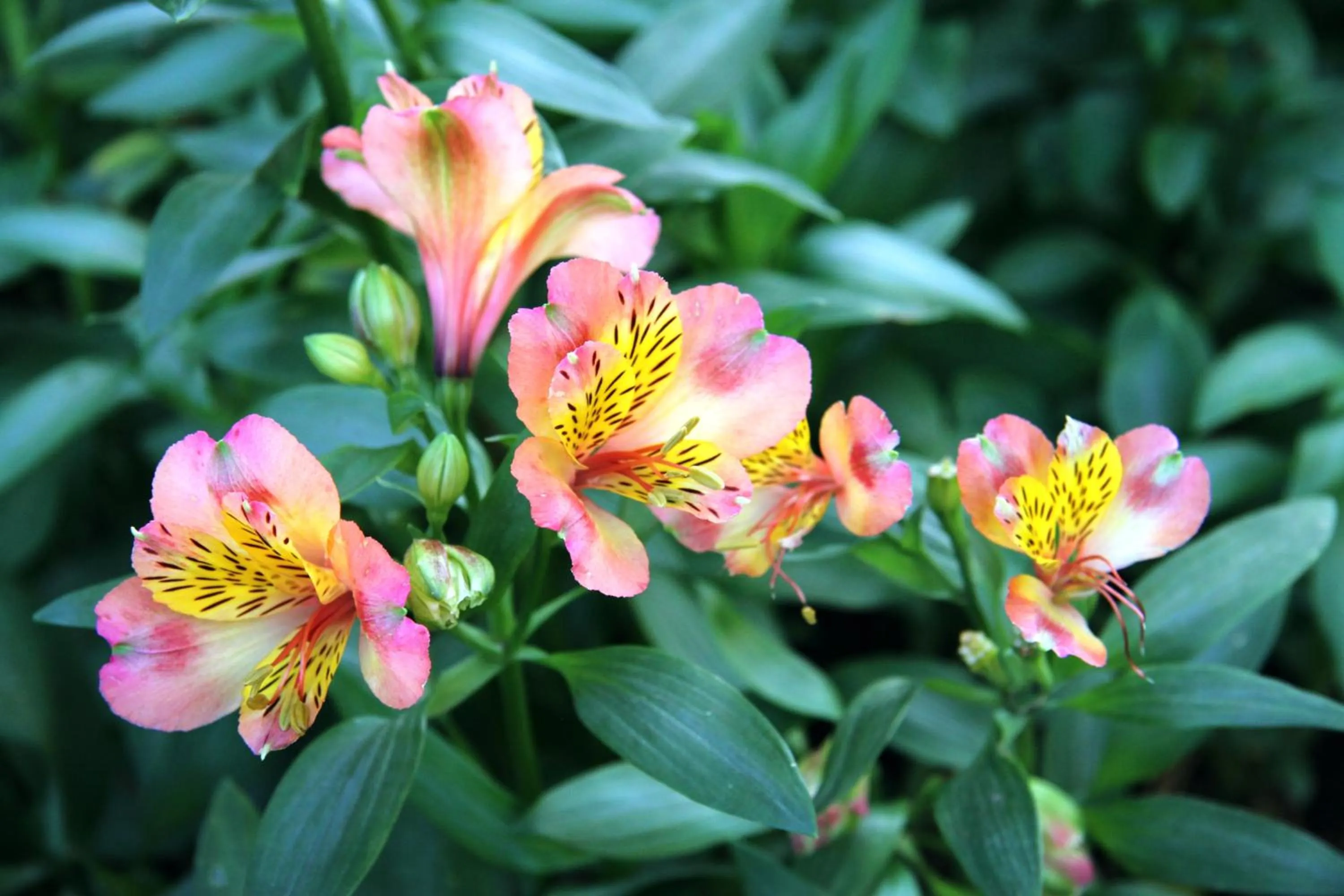 Property building in Dovestays