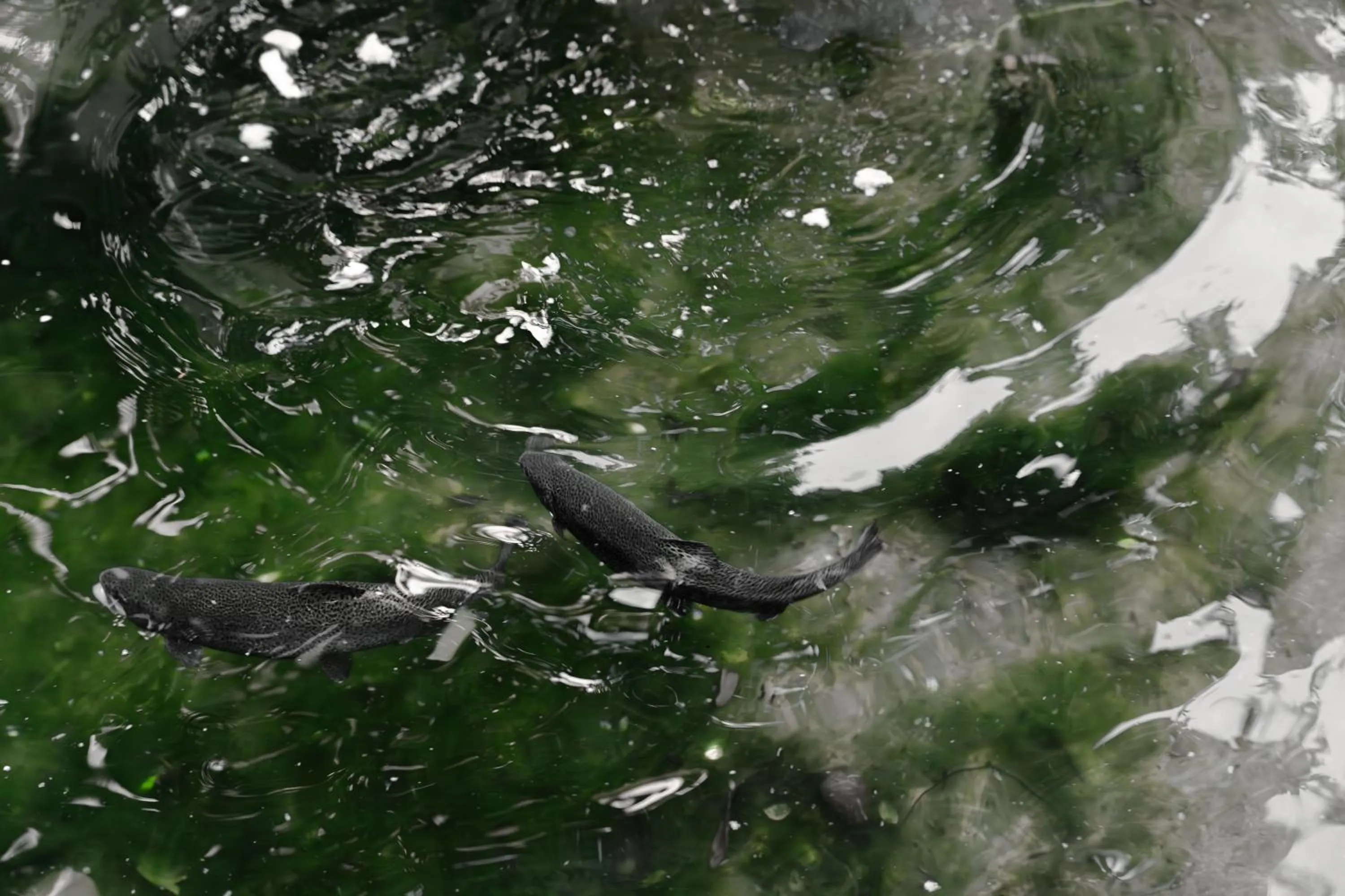 Garden in Family Hotel Edia-Sandanski