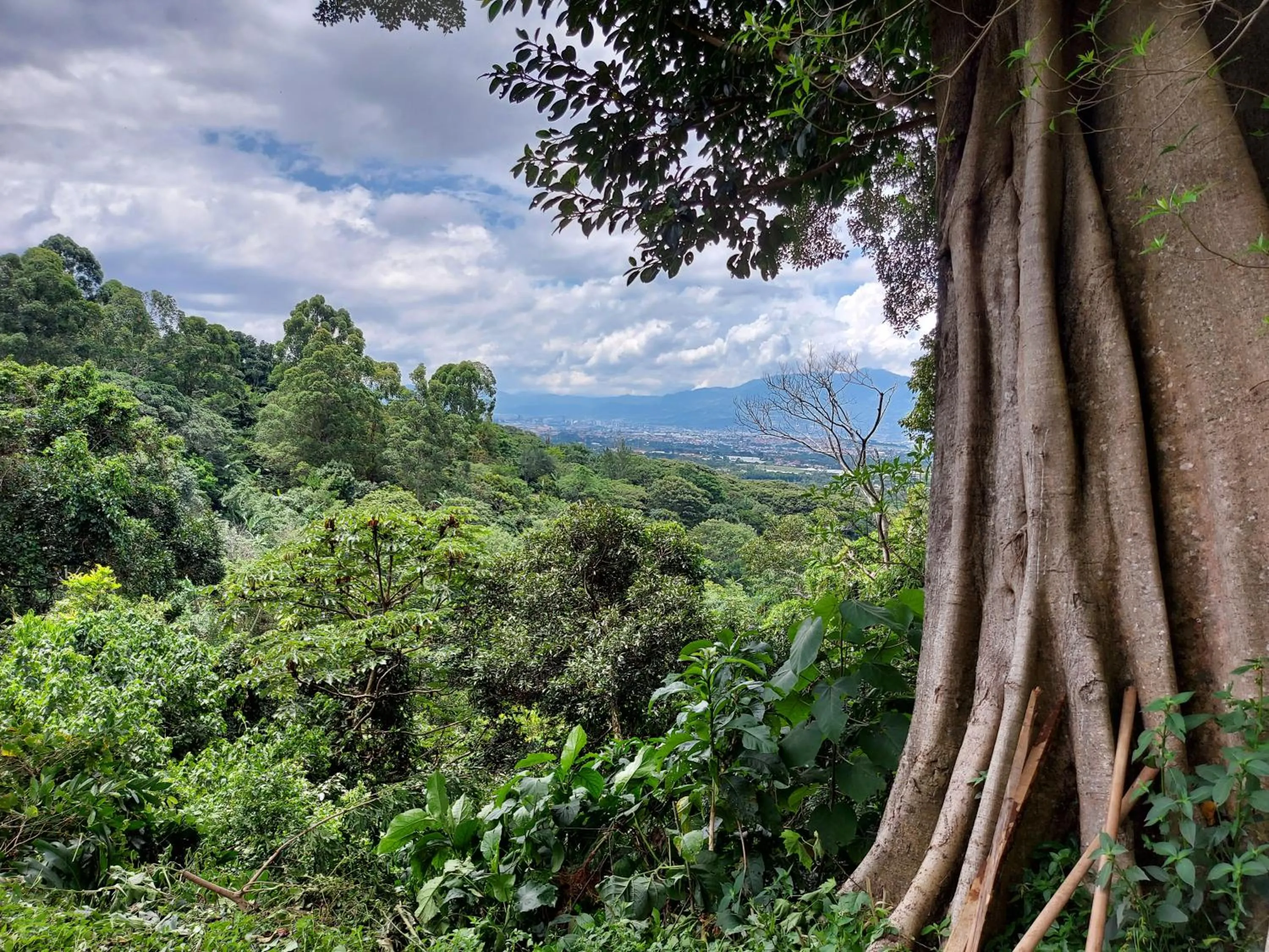 Hotel Monte Campana Heredia
