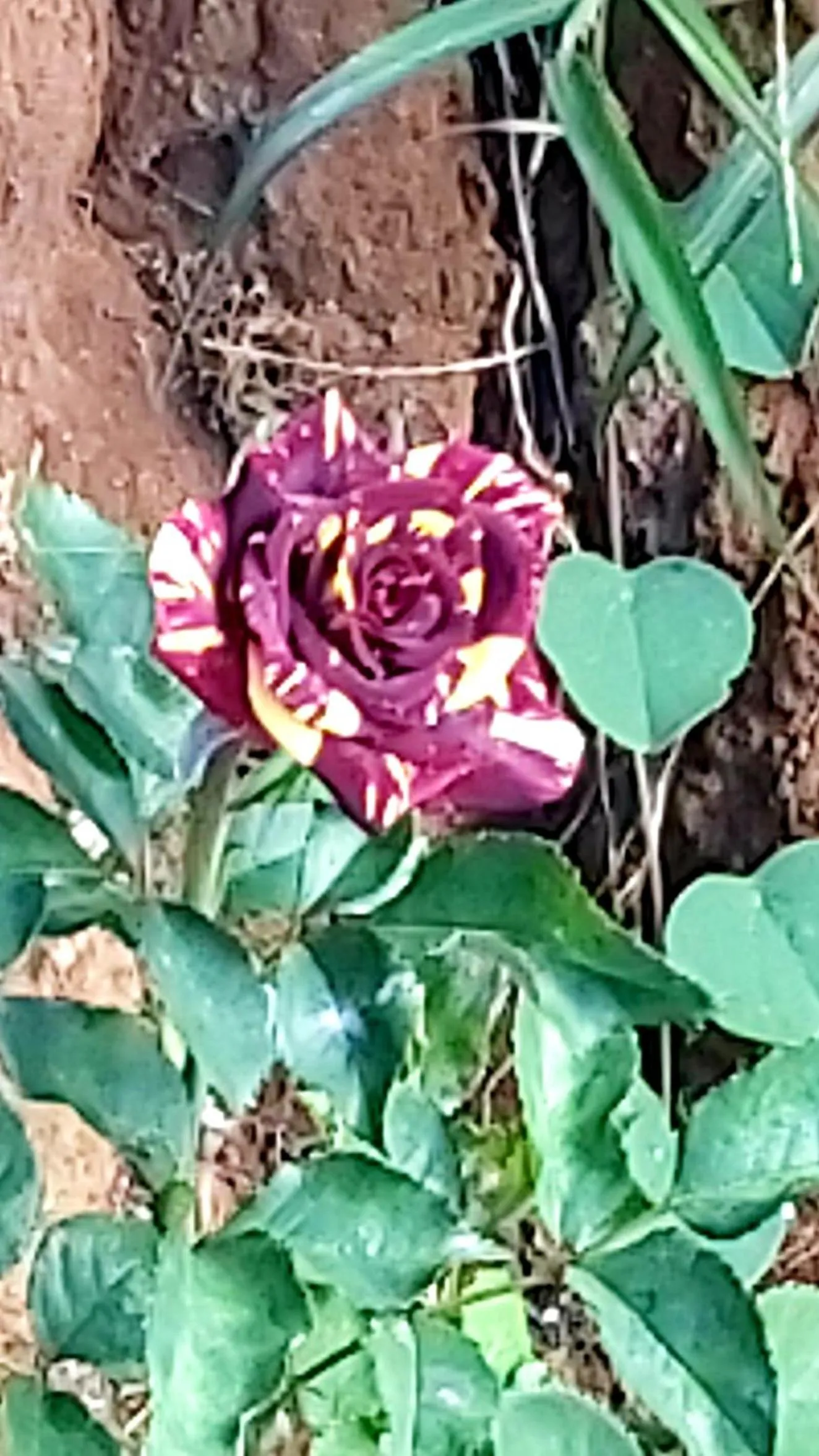 Patio in Hotel Monte Campana Heredia