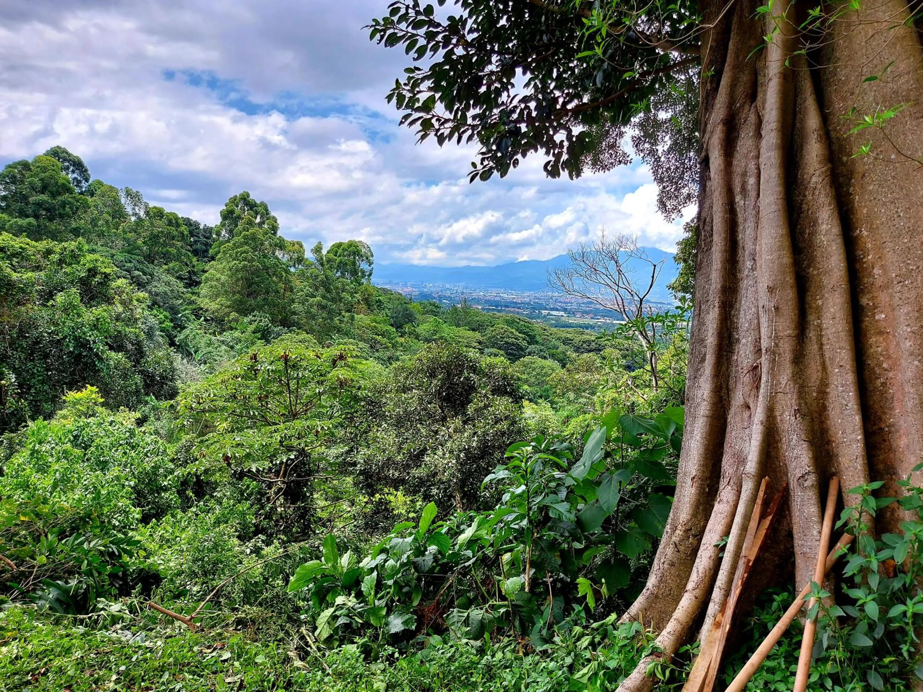 Hotel Monte Campana Heredia