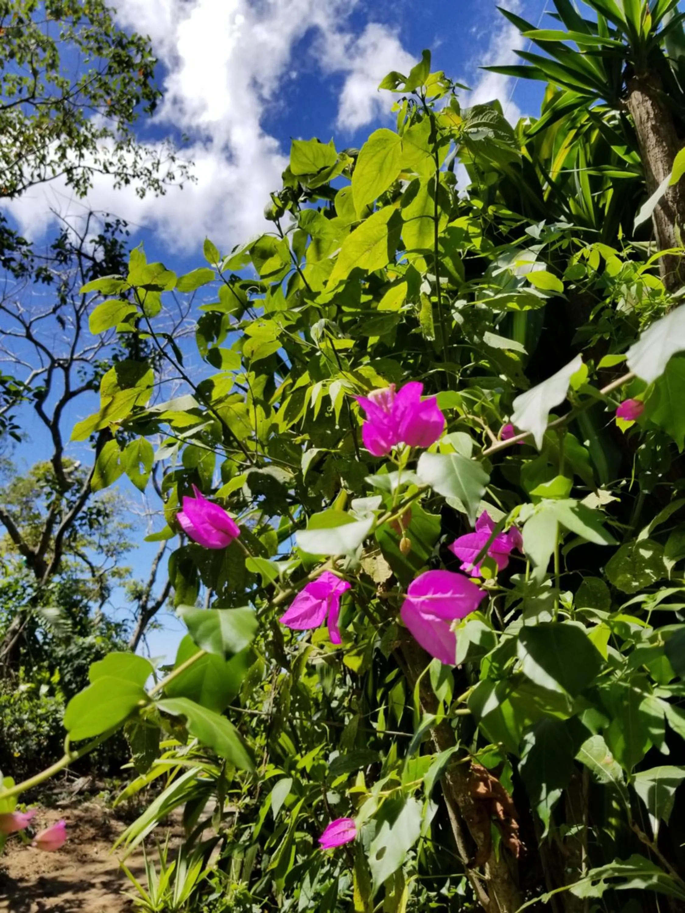 Hotel Monte Campana Heredia