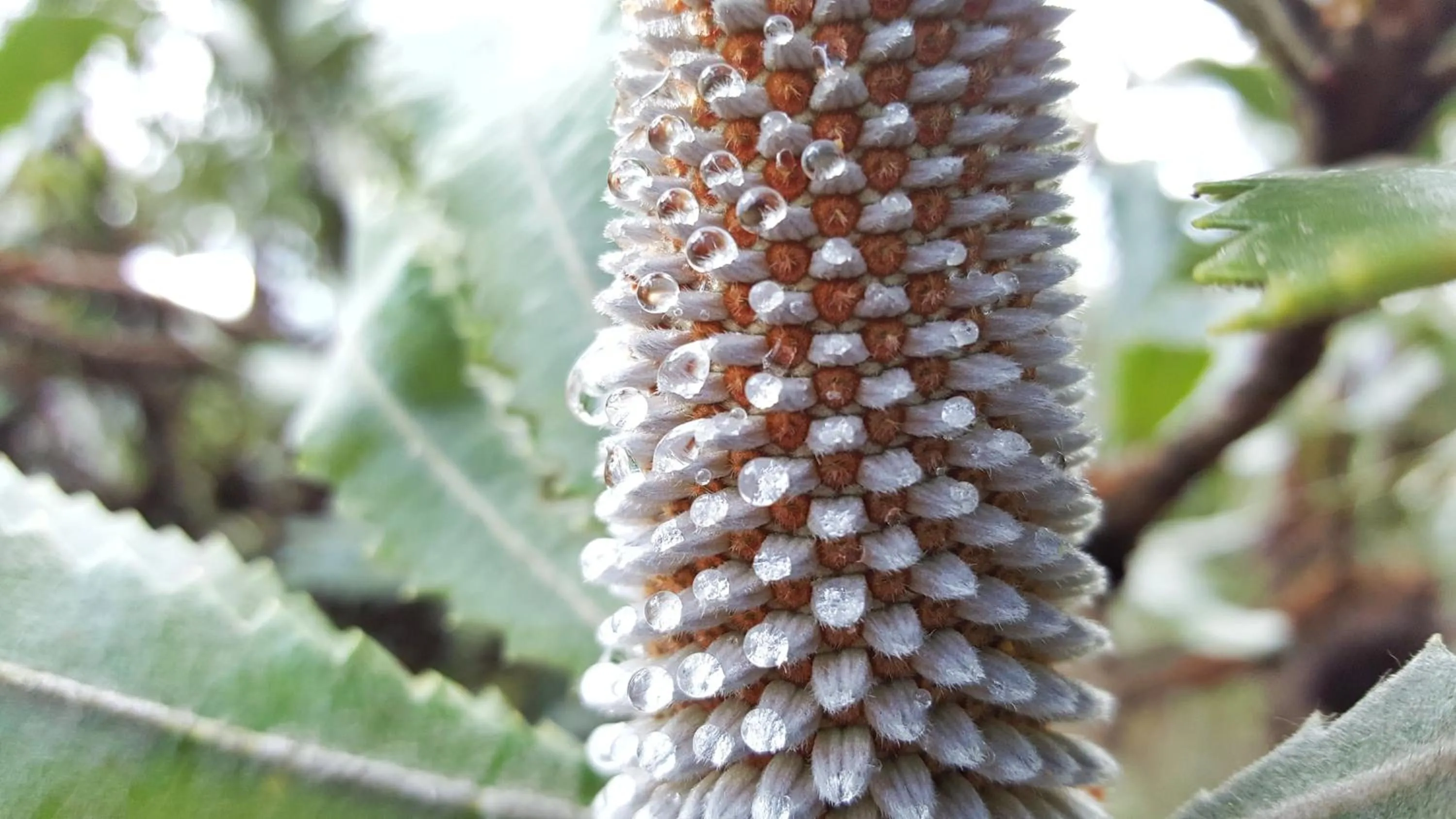 Garden in Maya Sanctuary