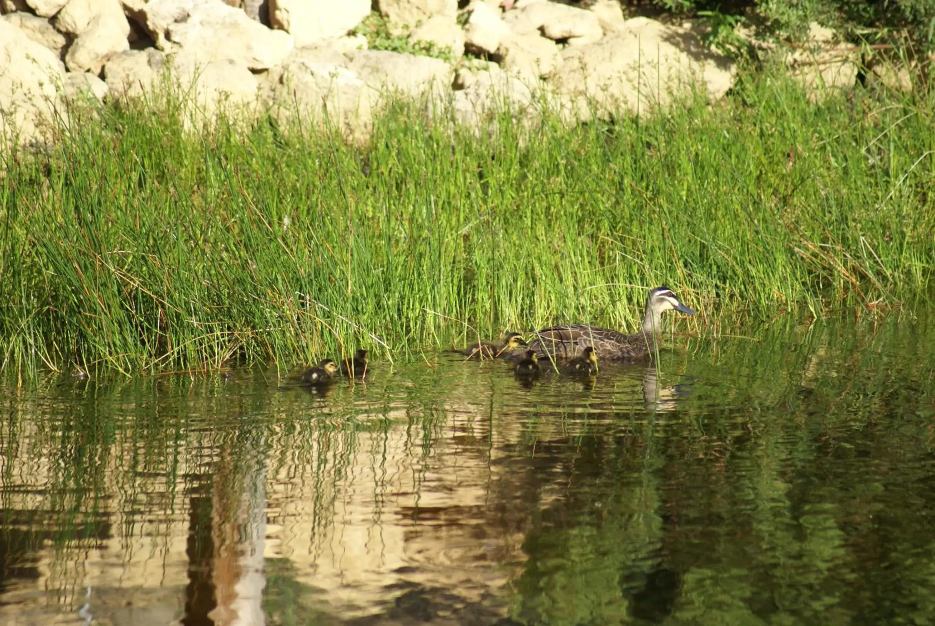 Garden in Daysy Hill Country Cottages Garden in Daysy Hill Country Cottages