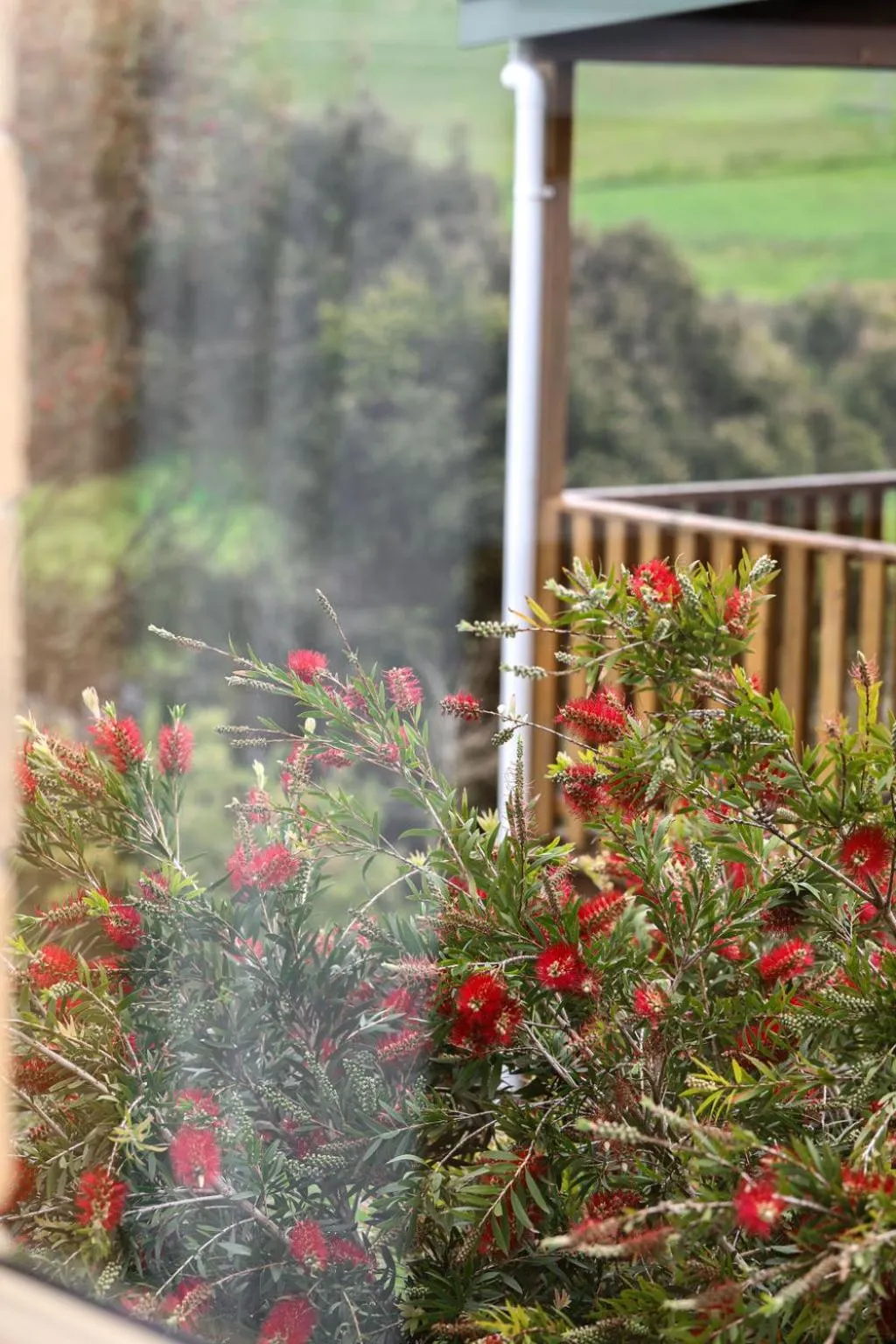 Garden in Daysy Hill Country Cottages