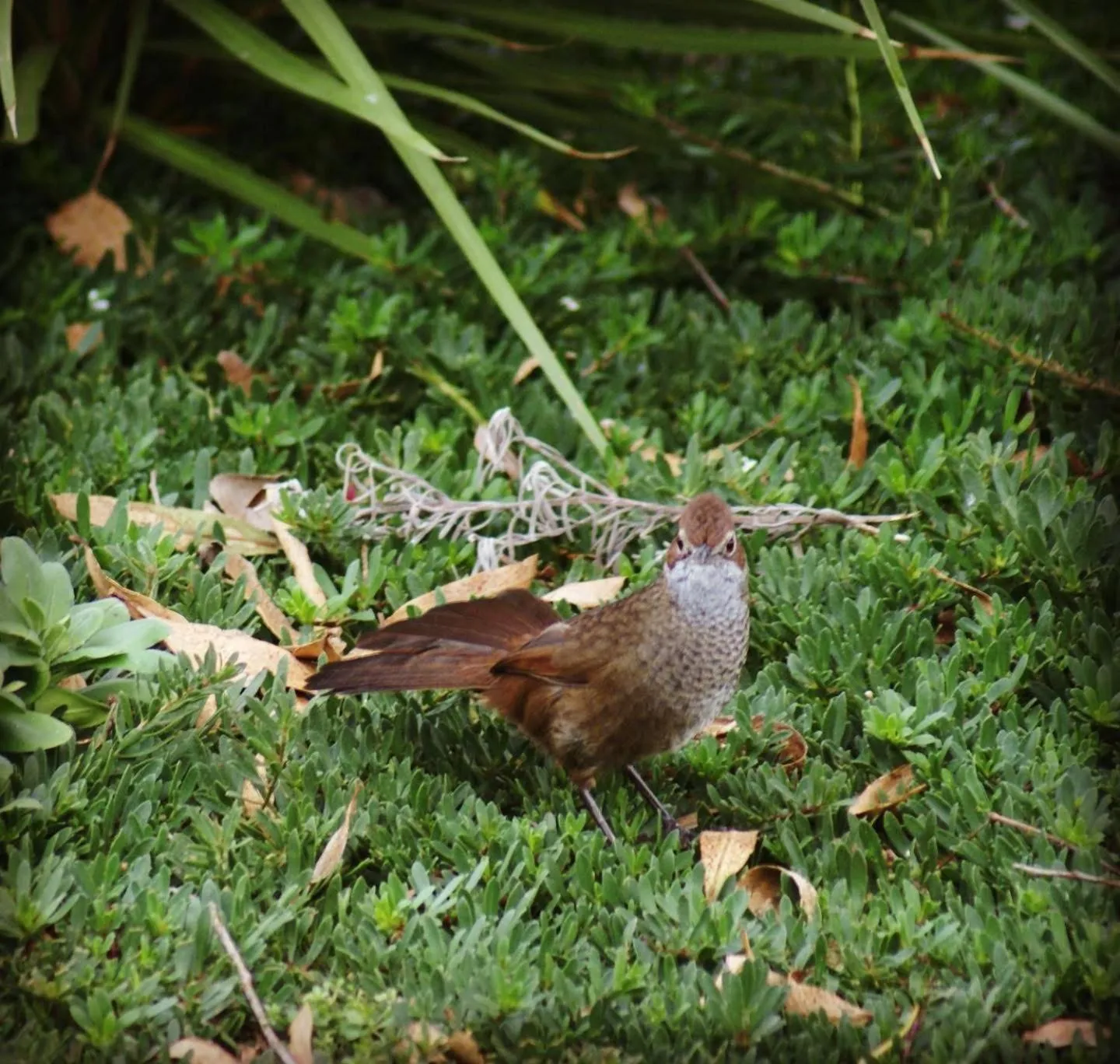 Animals in Daysy Hill Country Cottages