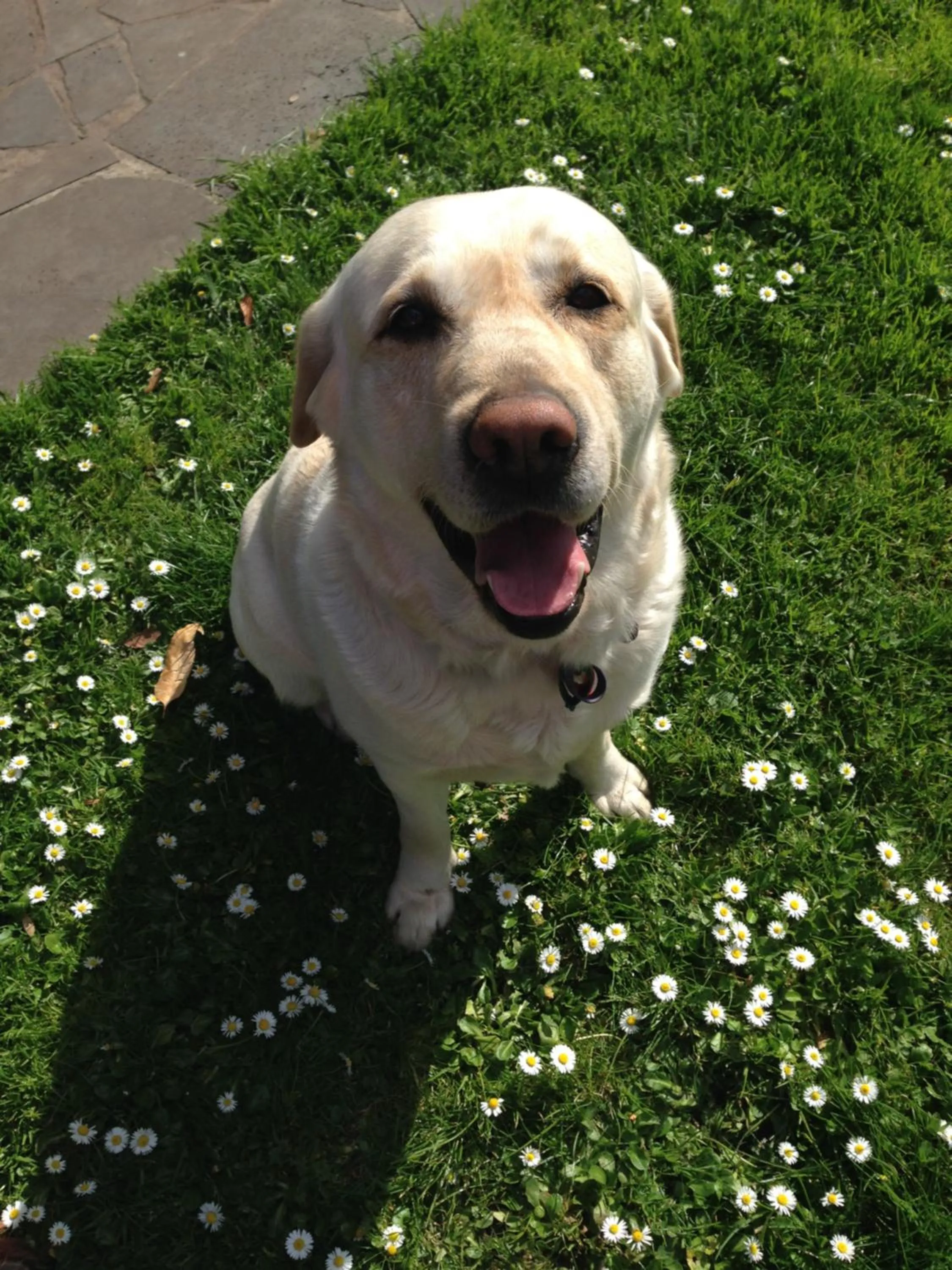 Pets in Daysy Hill Country Cottages