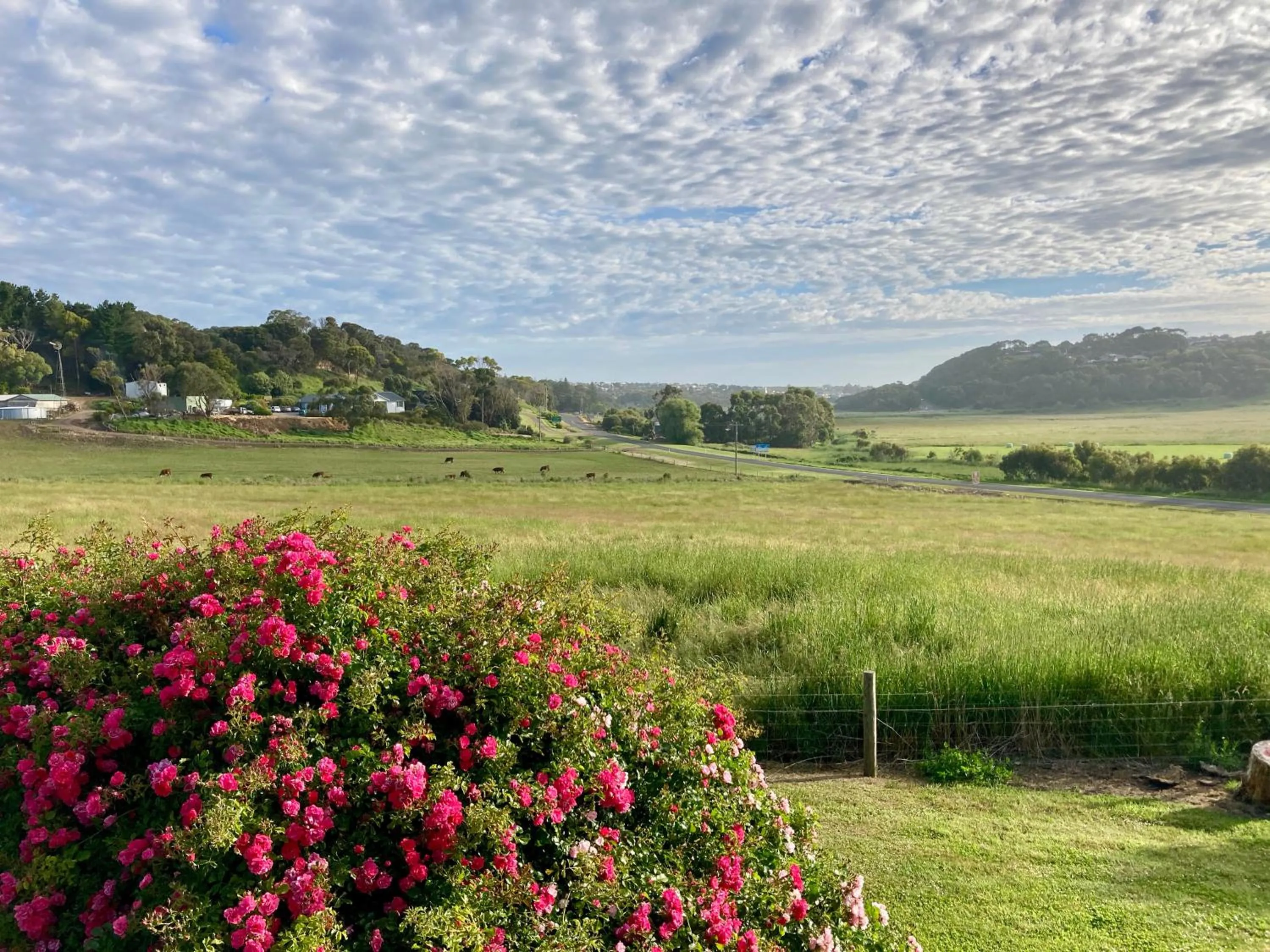 Garden view in Daysy Hill Country Cottages