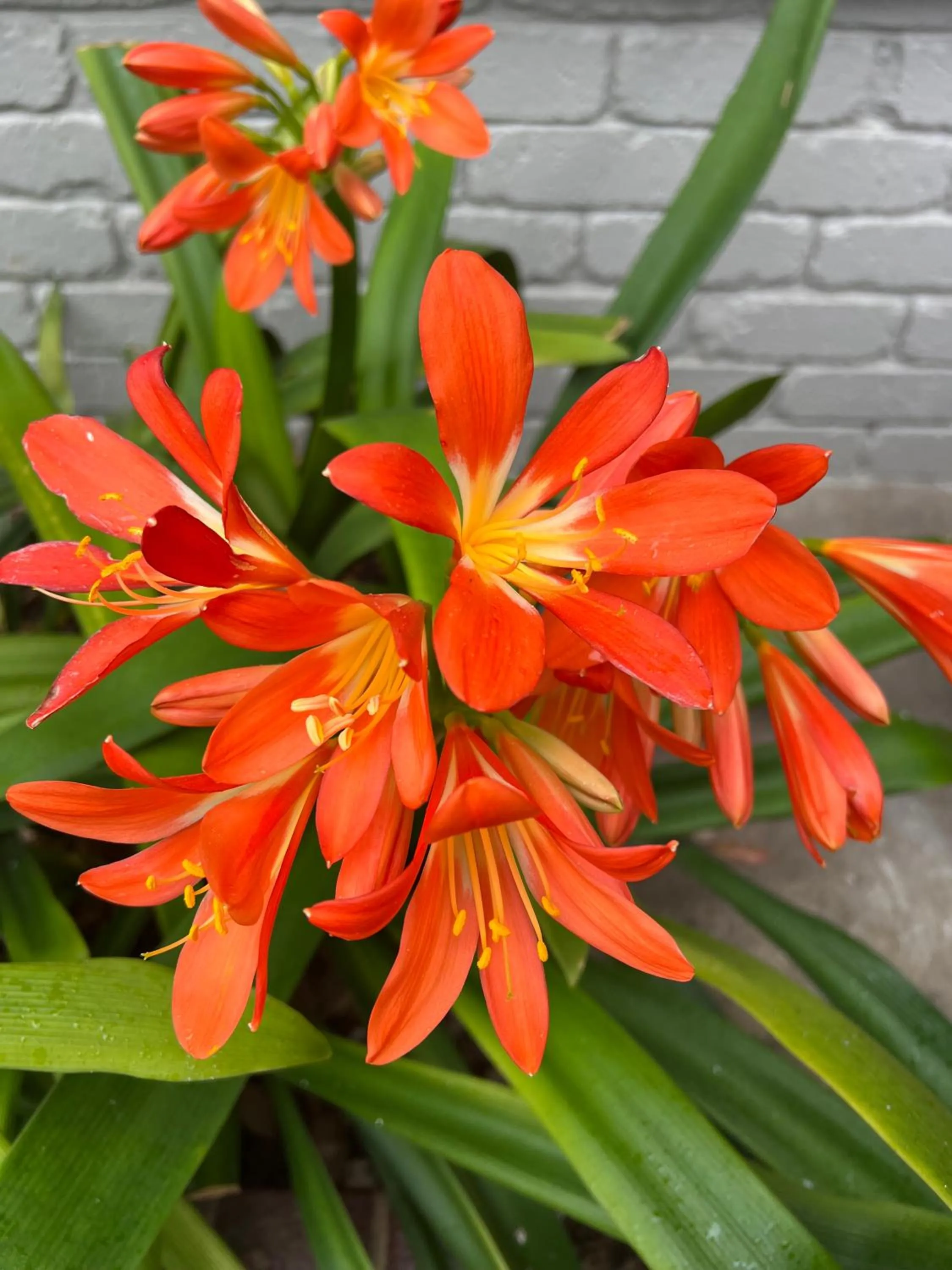 Garden in Port Campbell Motor Inn