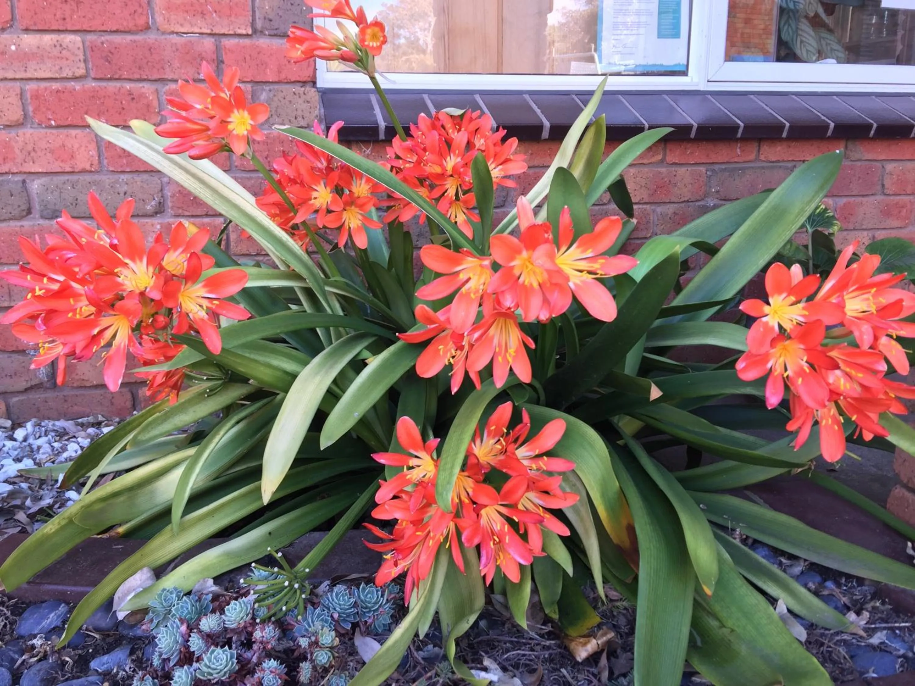 Patio in Port Campbell Motor Inn