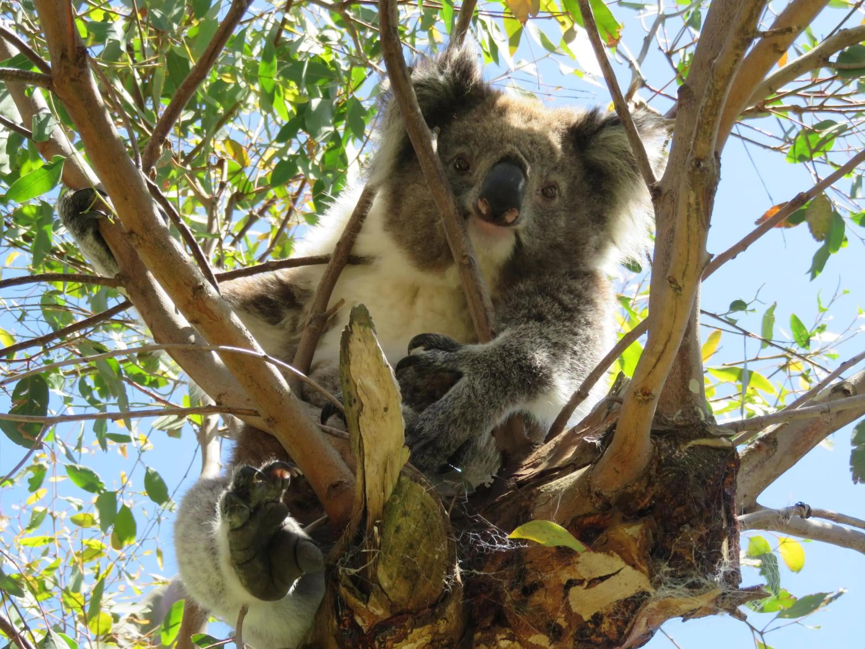 Animals in Port Campbell Motor Inn