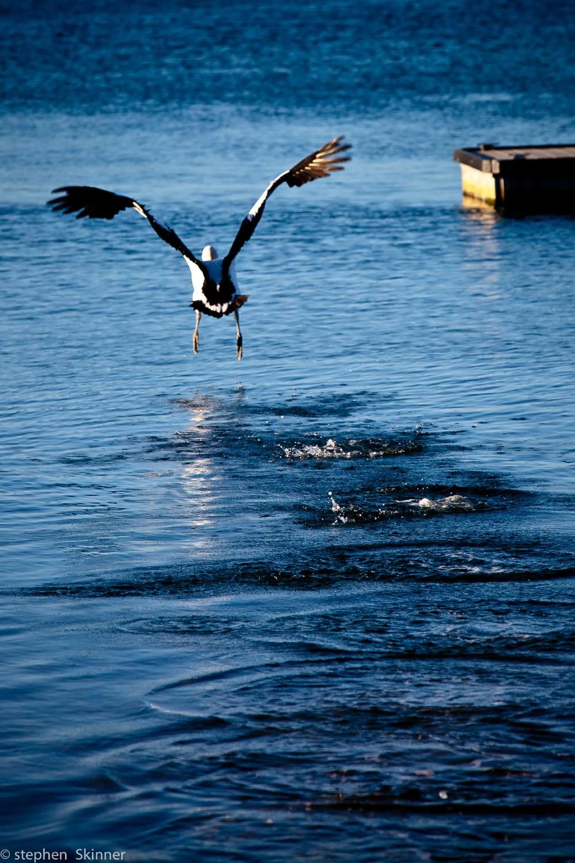 Animals in Burnie Airport Motel