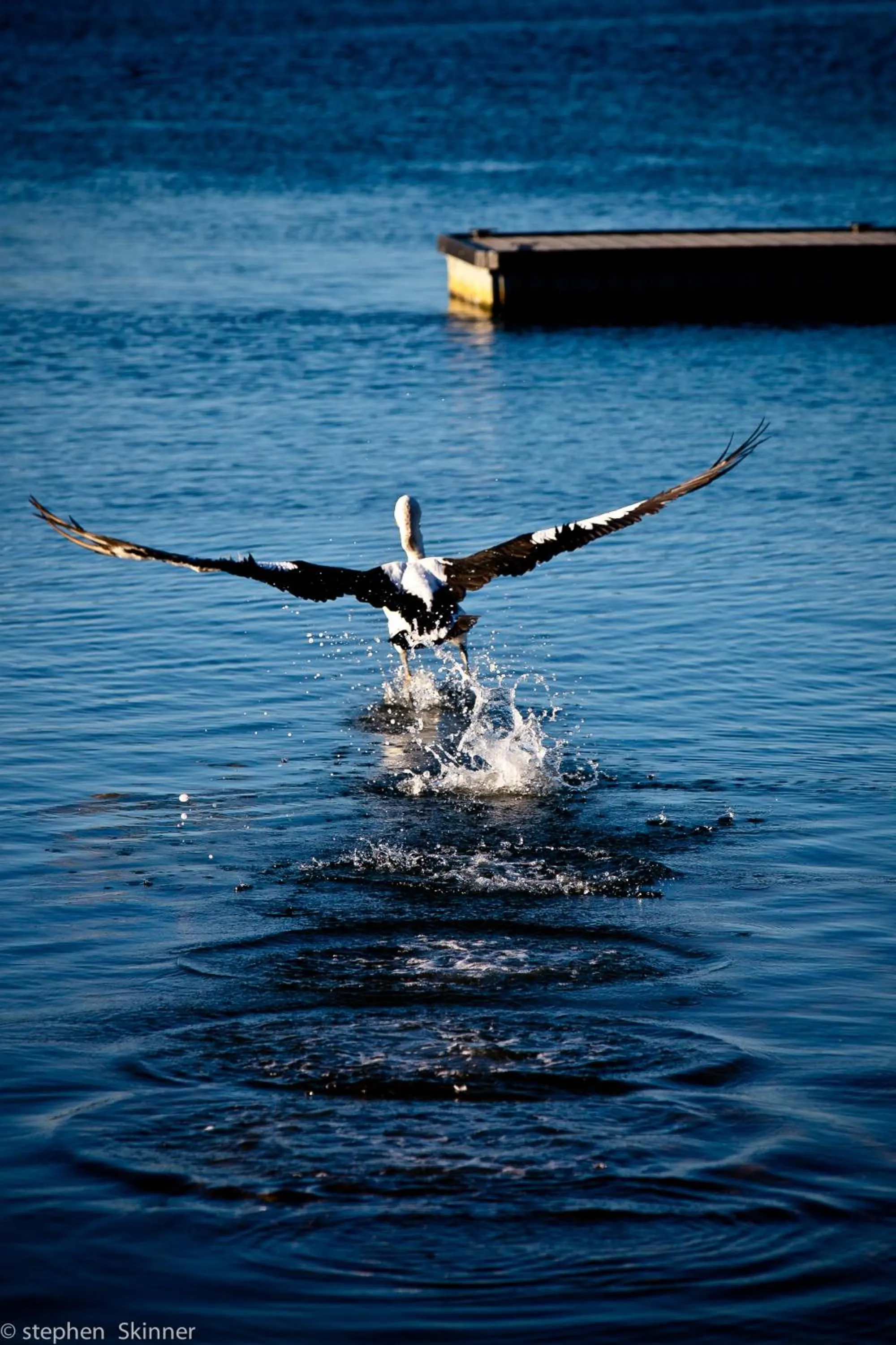 Animals in Burnie Airport Motel