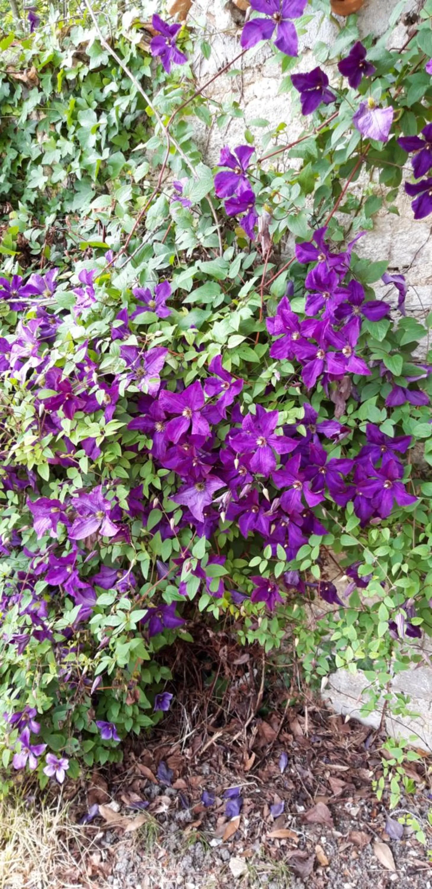 Garden in Logis Des Bessons