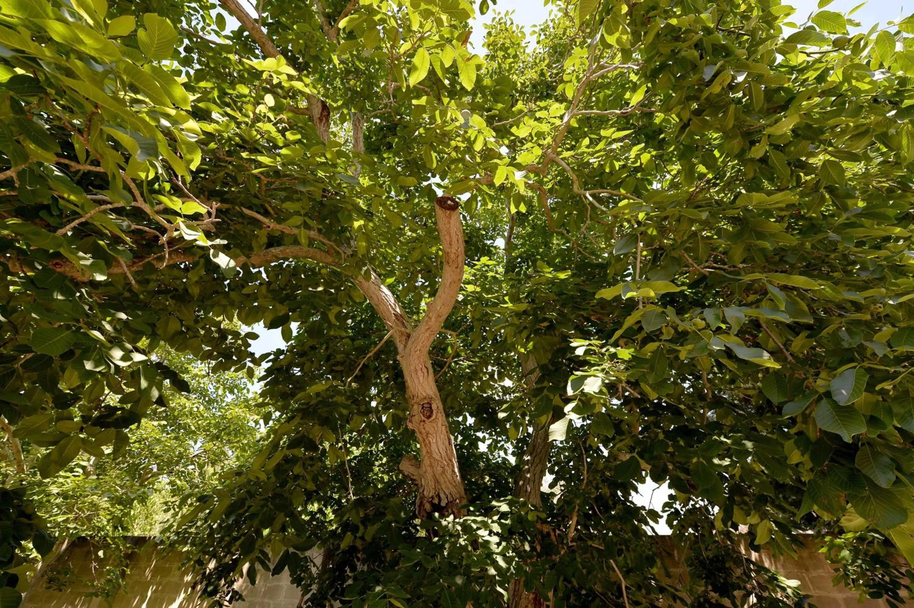 Garden in Agriturismo Santa Chiara