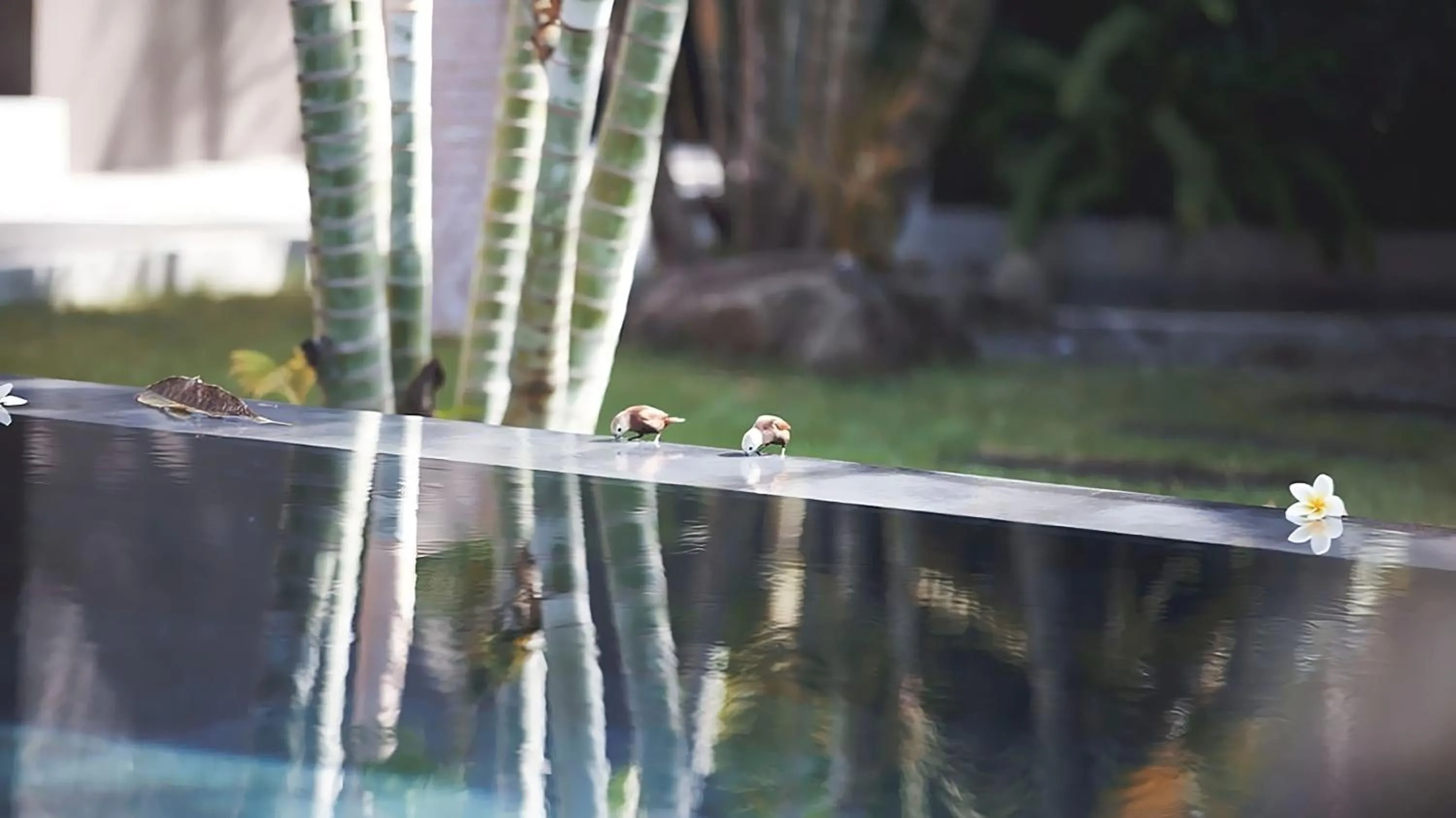 Swimming pool in JEstate villas & guest houses - Jimbaran