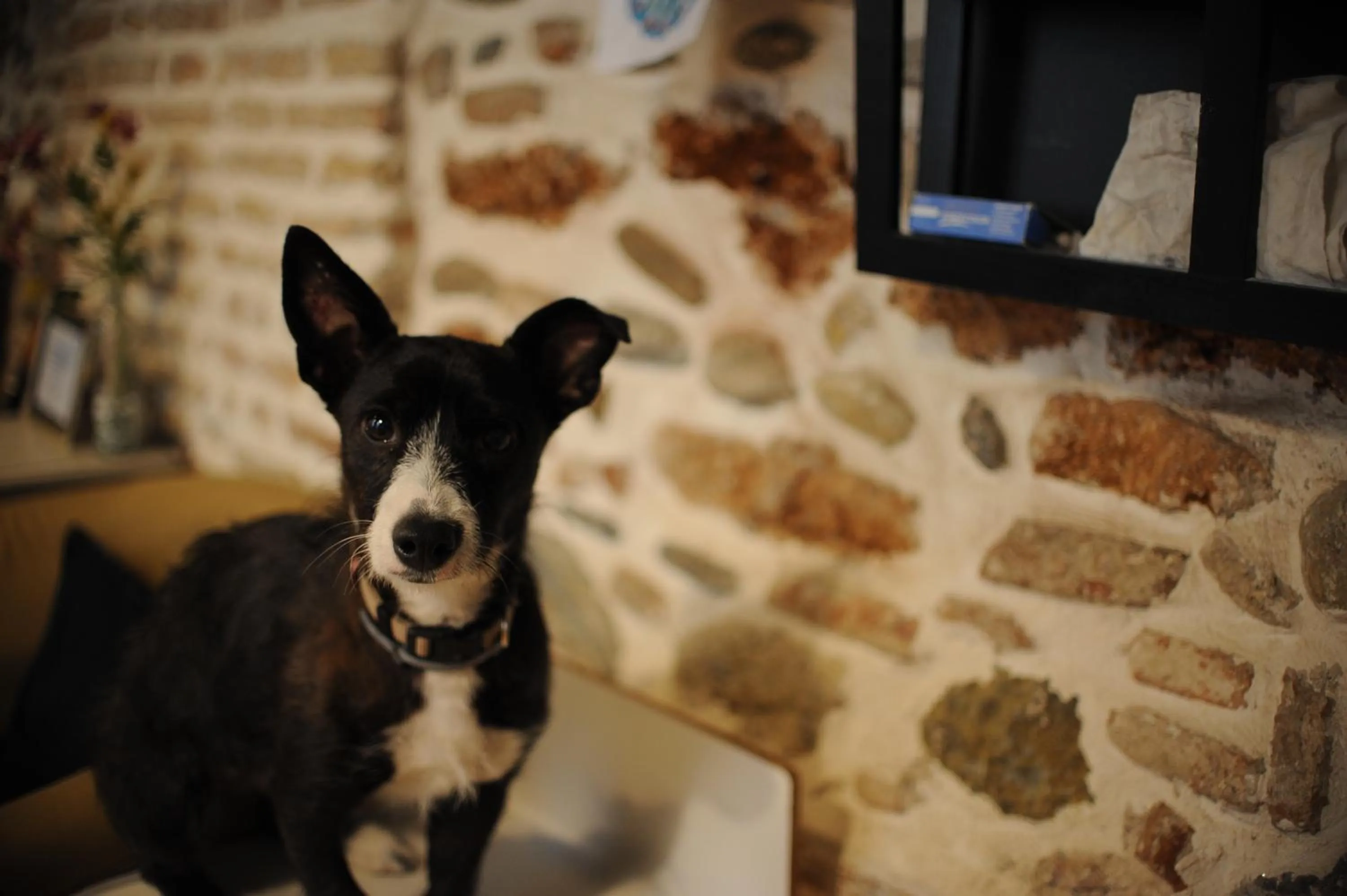 Pets in El Granado Hostel