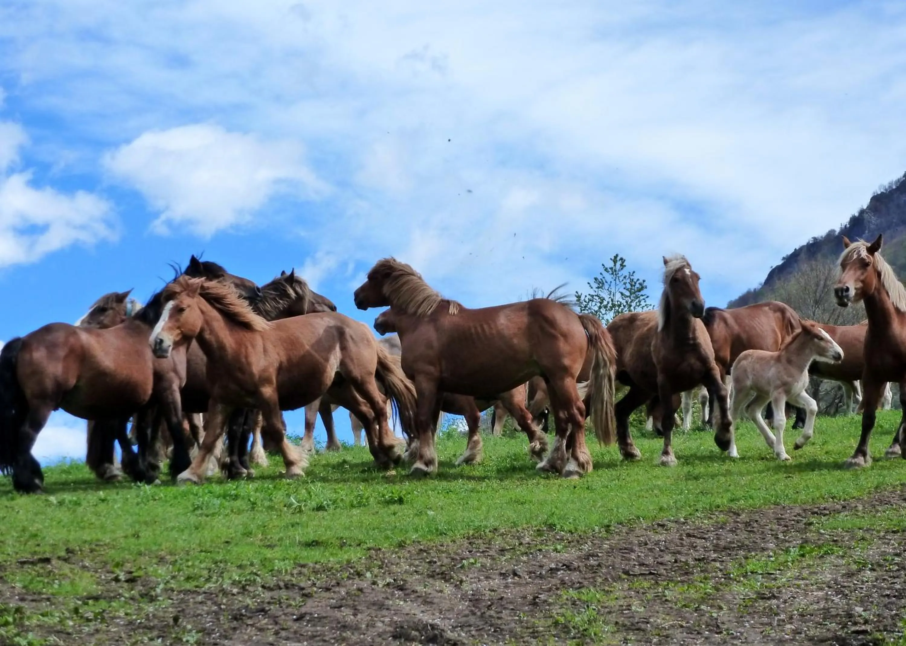 Horse-riding in Hotel Garona