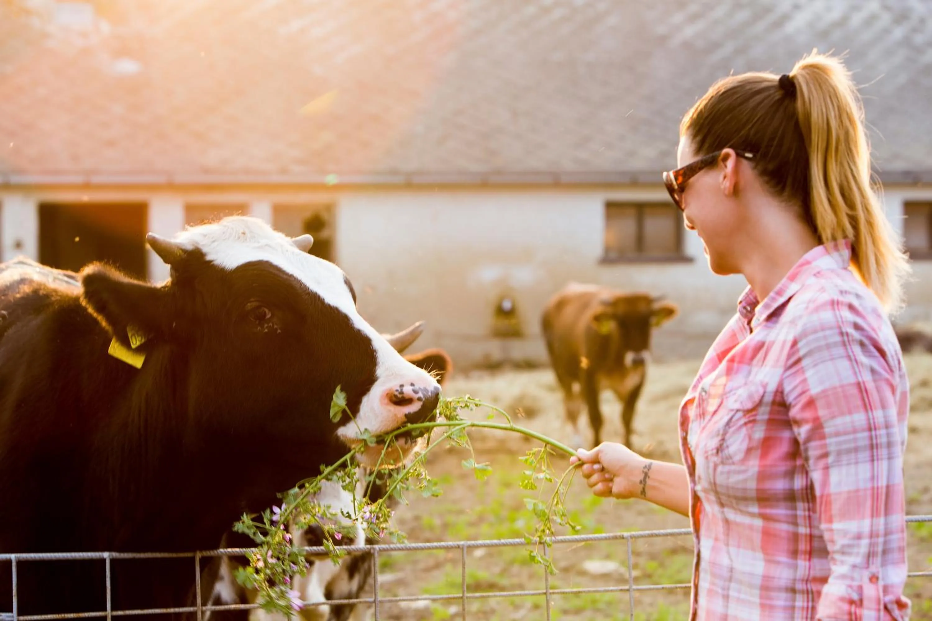 Animals in Aphrodite Hotel