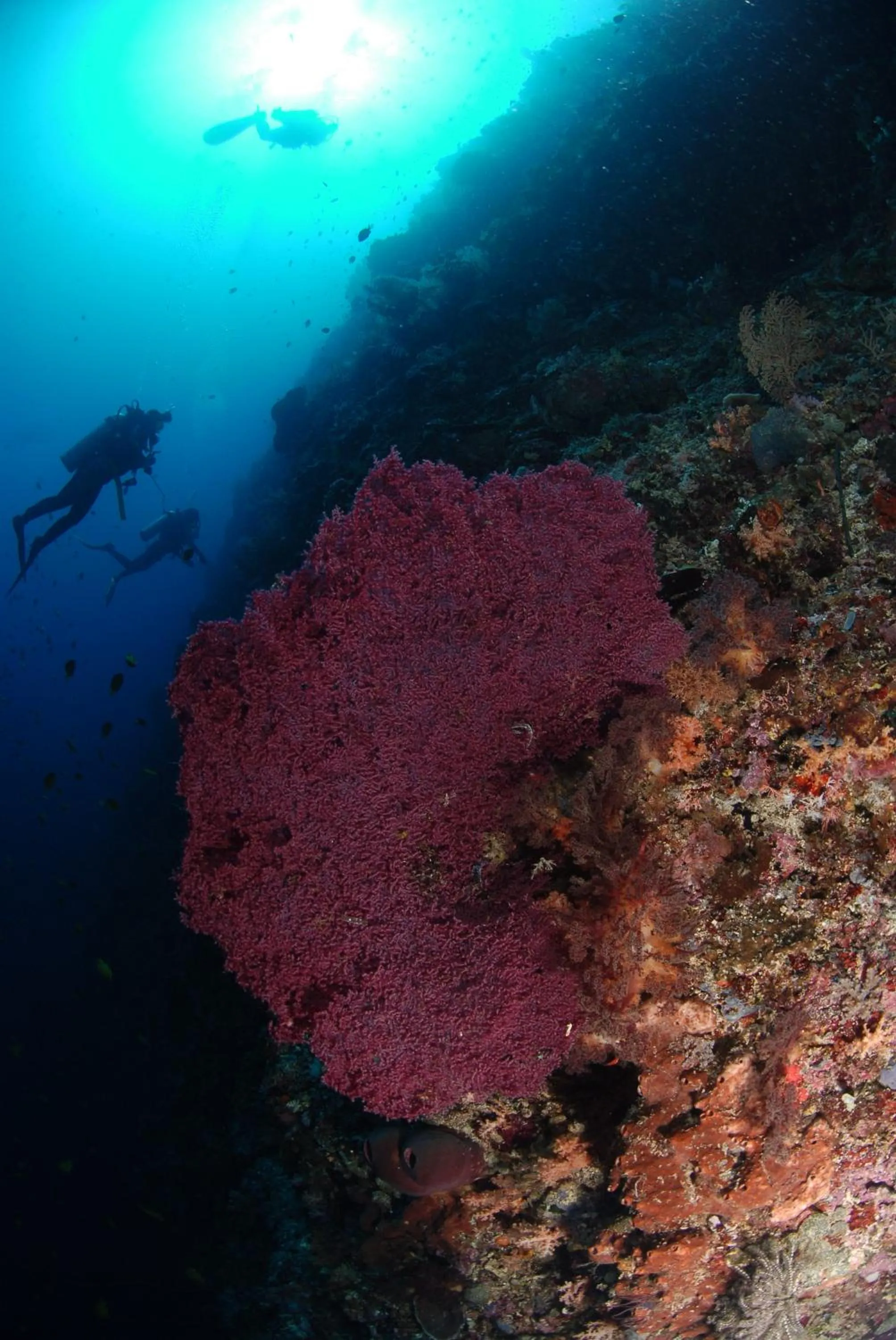 Other in Bunaken Divers Sea Breeze Resort