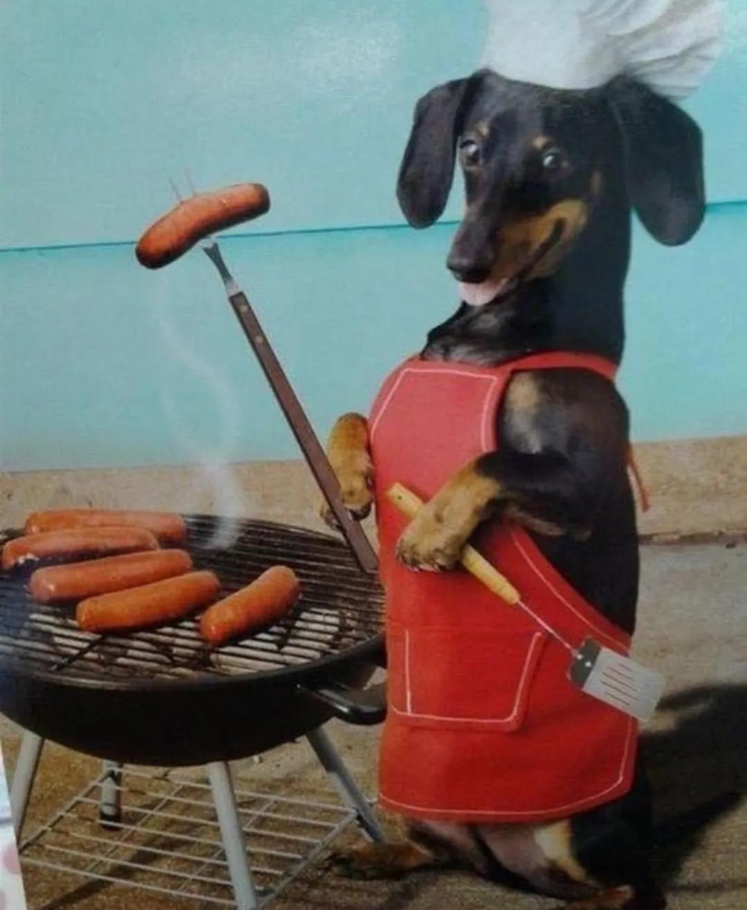 Pets in Kurrajong House