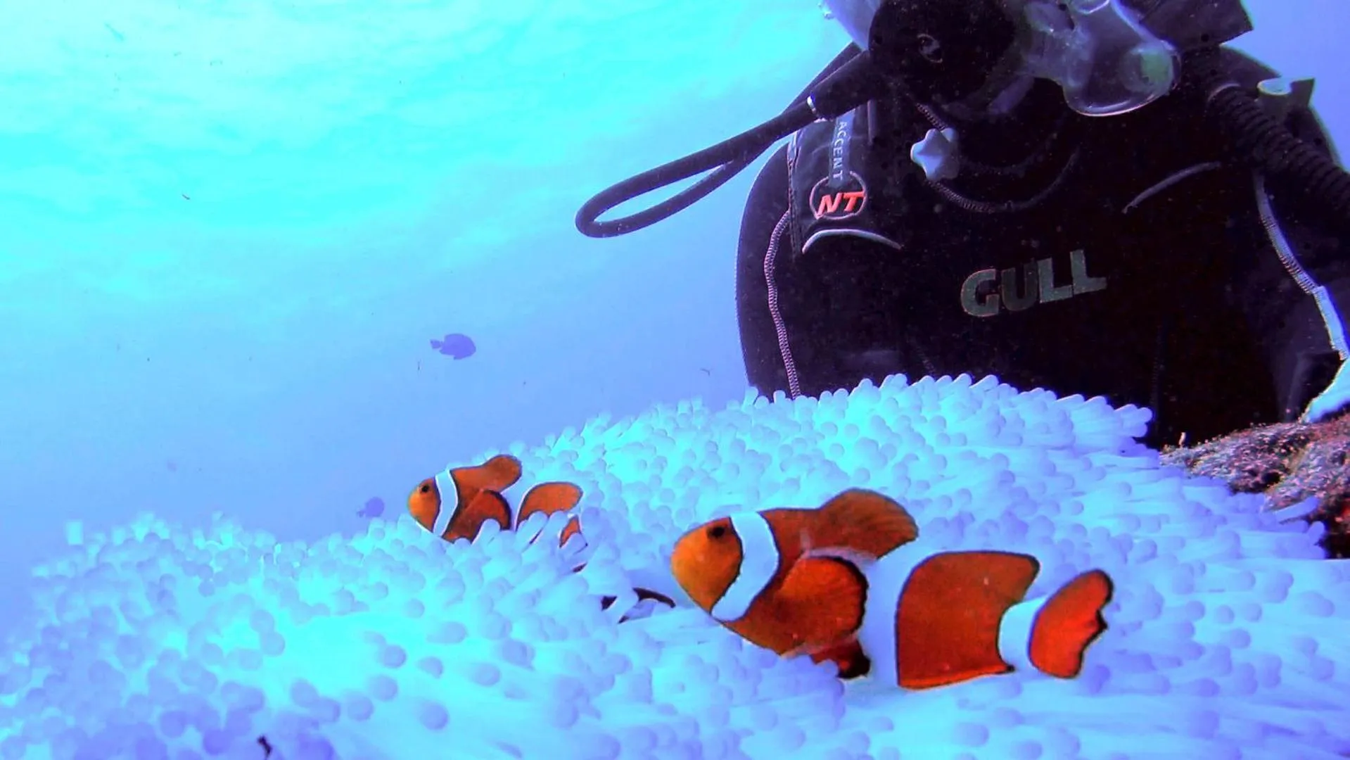 Diving in Okinawan. Sweet Home. T-8