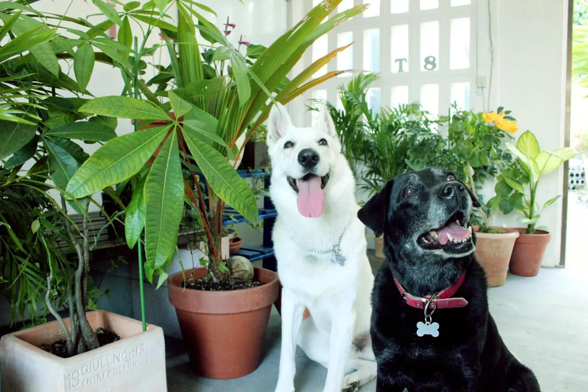 Other in Okinawan. Sweet Home. T-8 Other in Okinawan. Sweet Home. T-8