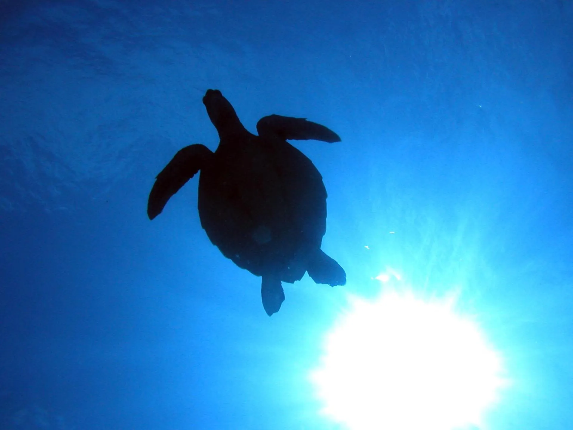 Diving in Okinawan. Sweet Home. T-8