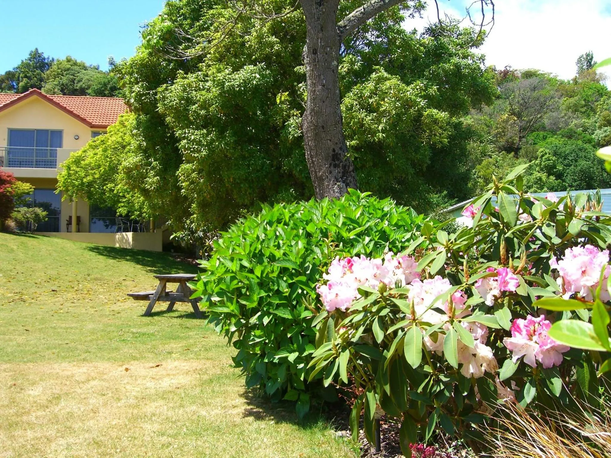 Garden in Abelia Motor Lodge