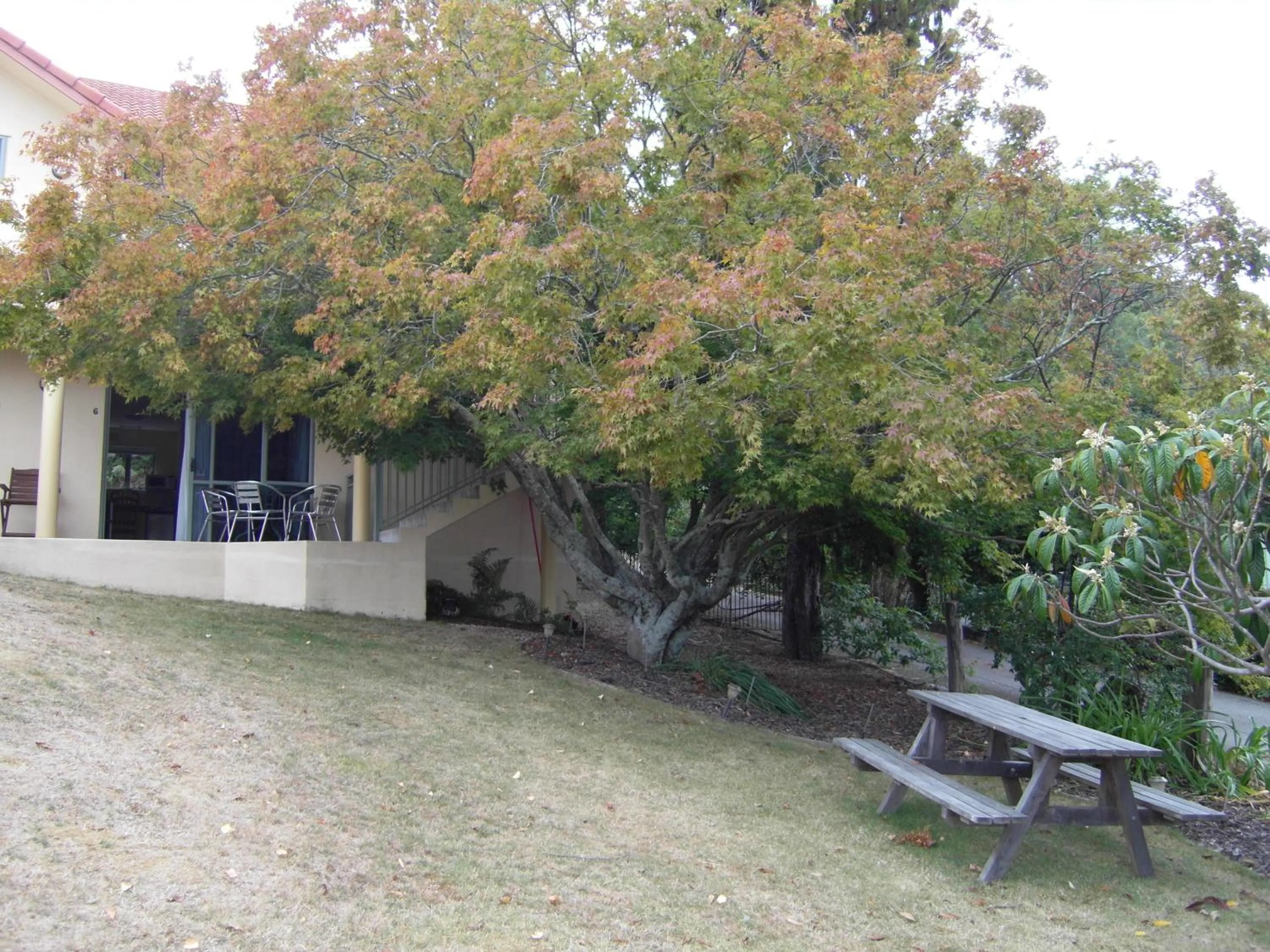Garden in Abelia Motor Lodge