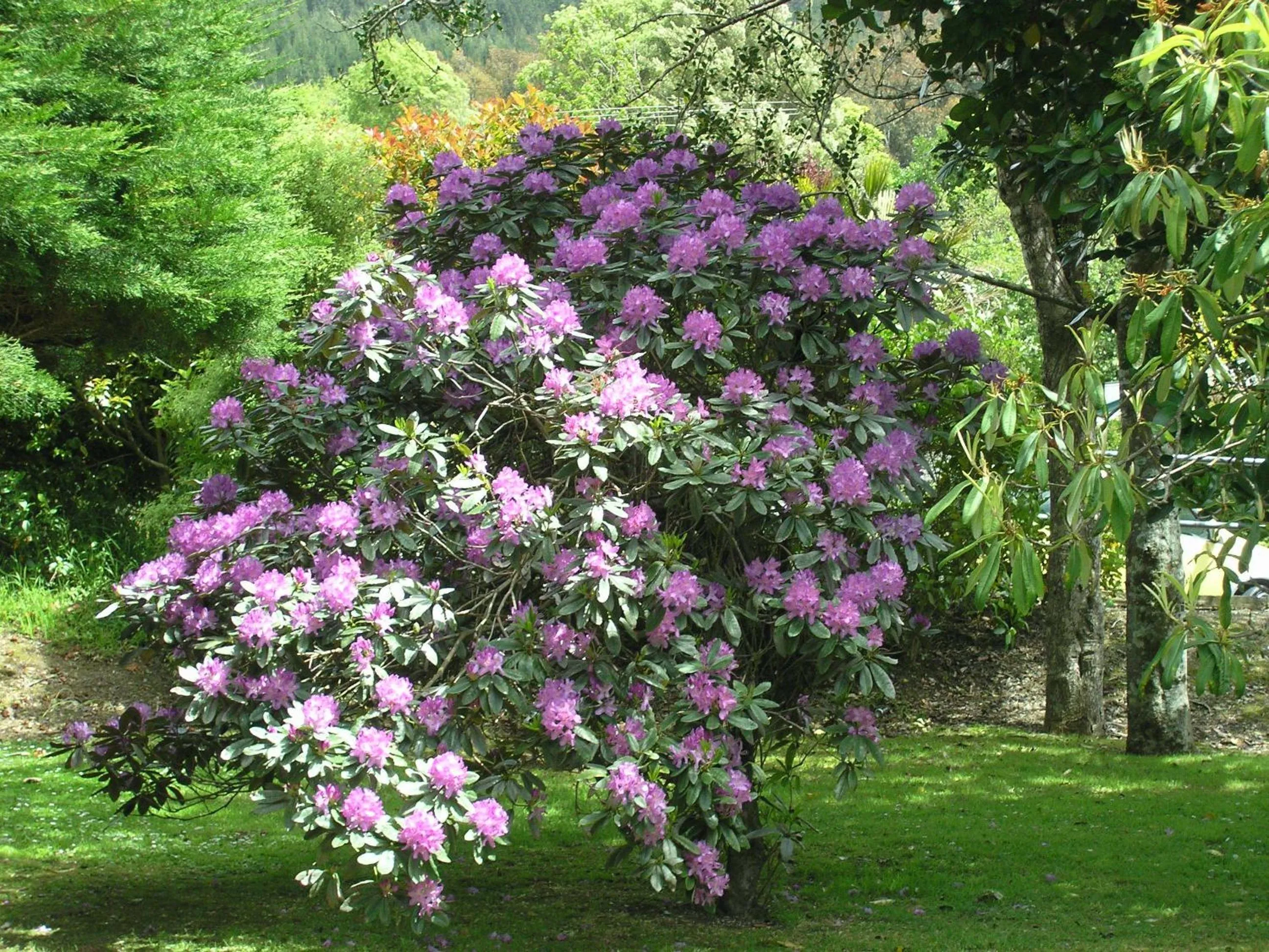 Garden in Bucket Tree Lodge