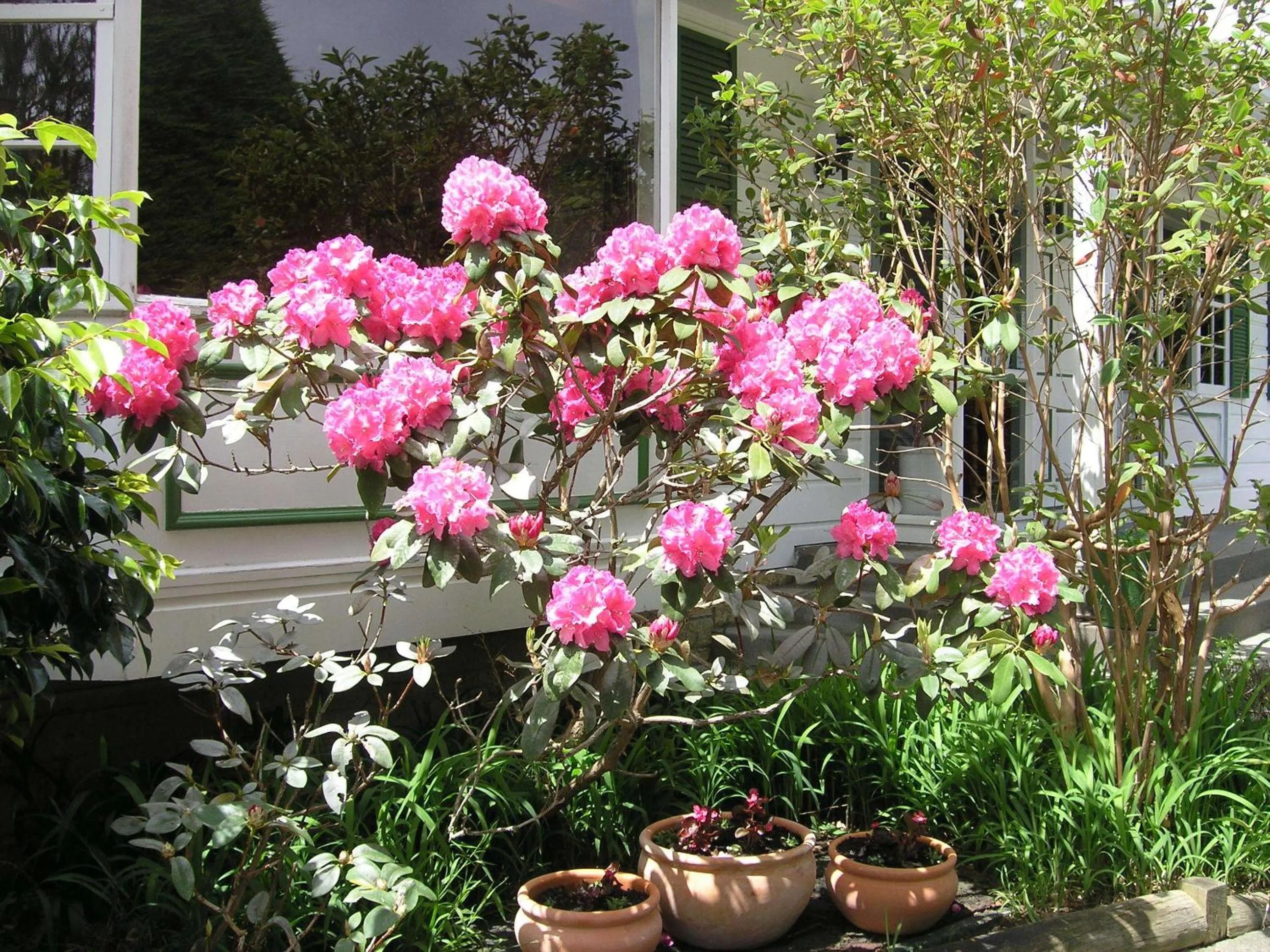 Garden in Bucket Tree Lodge