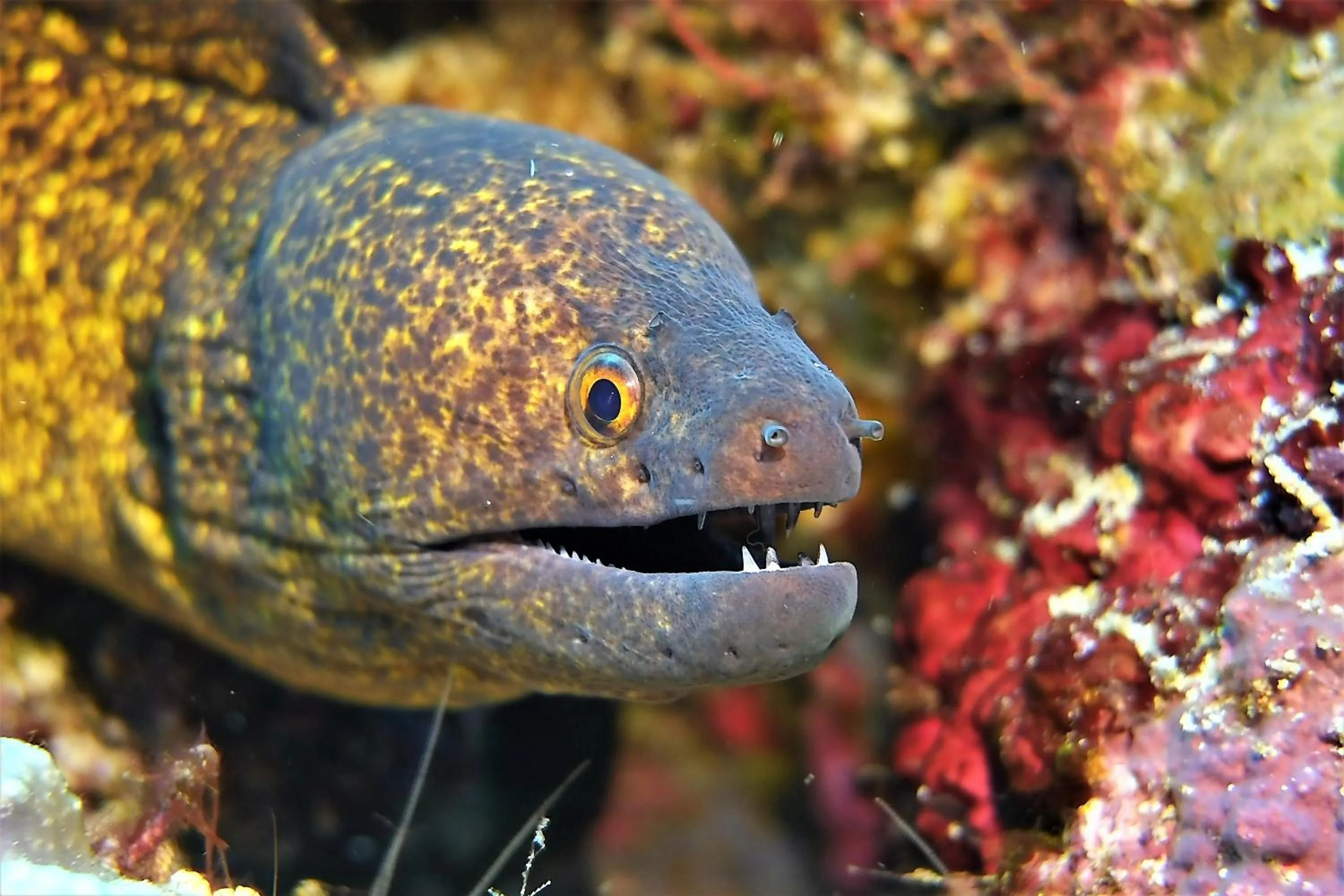 Diving in Bunaken Sea Garden Resort