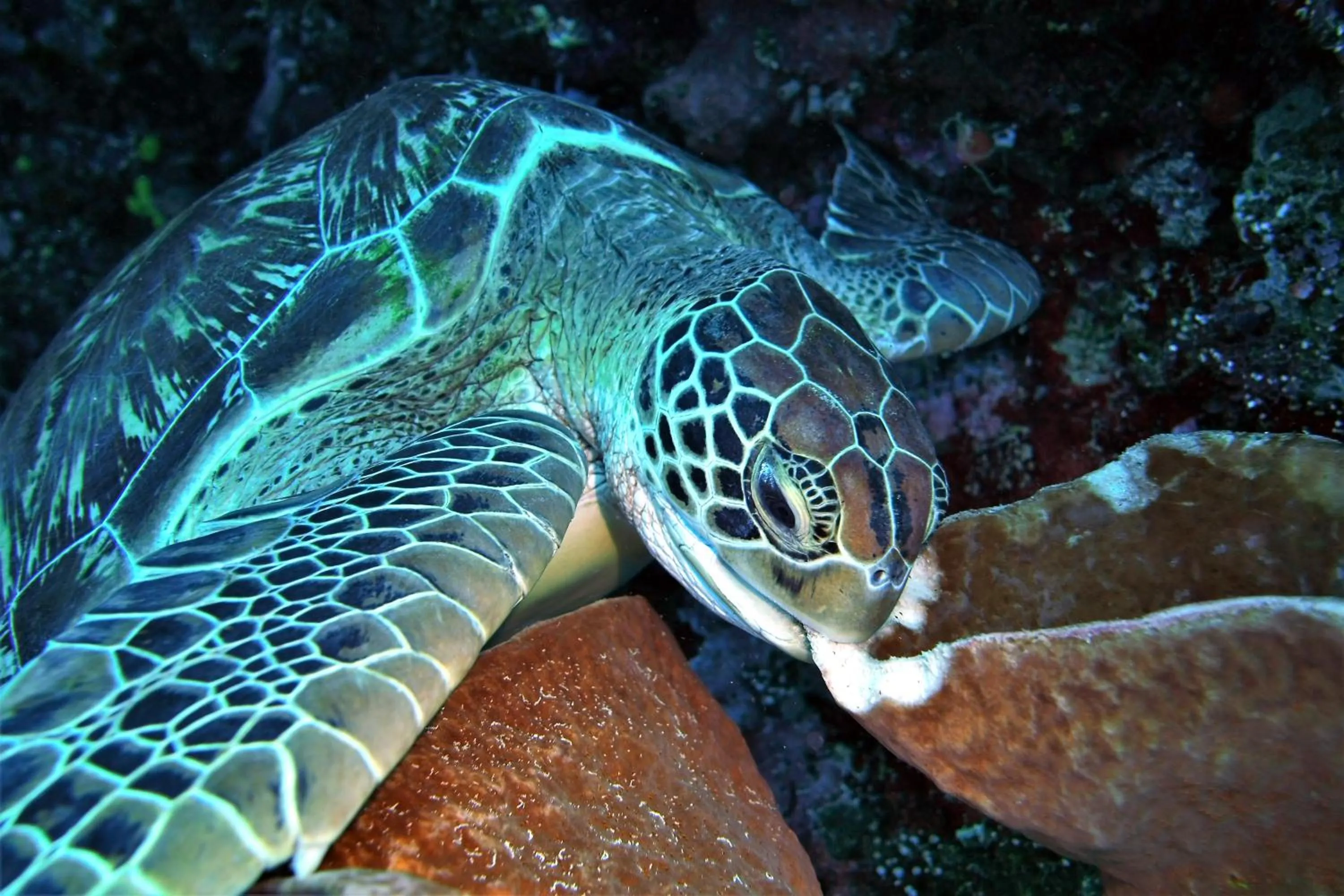 Diving in Bunaken Sea Garden Resort