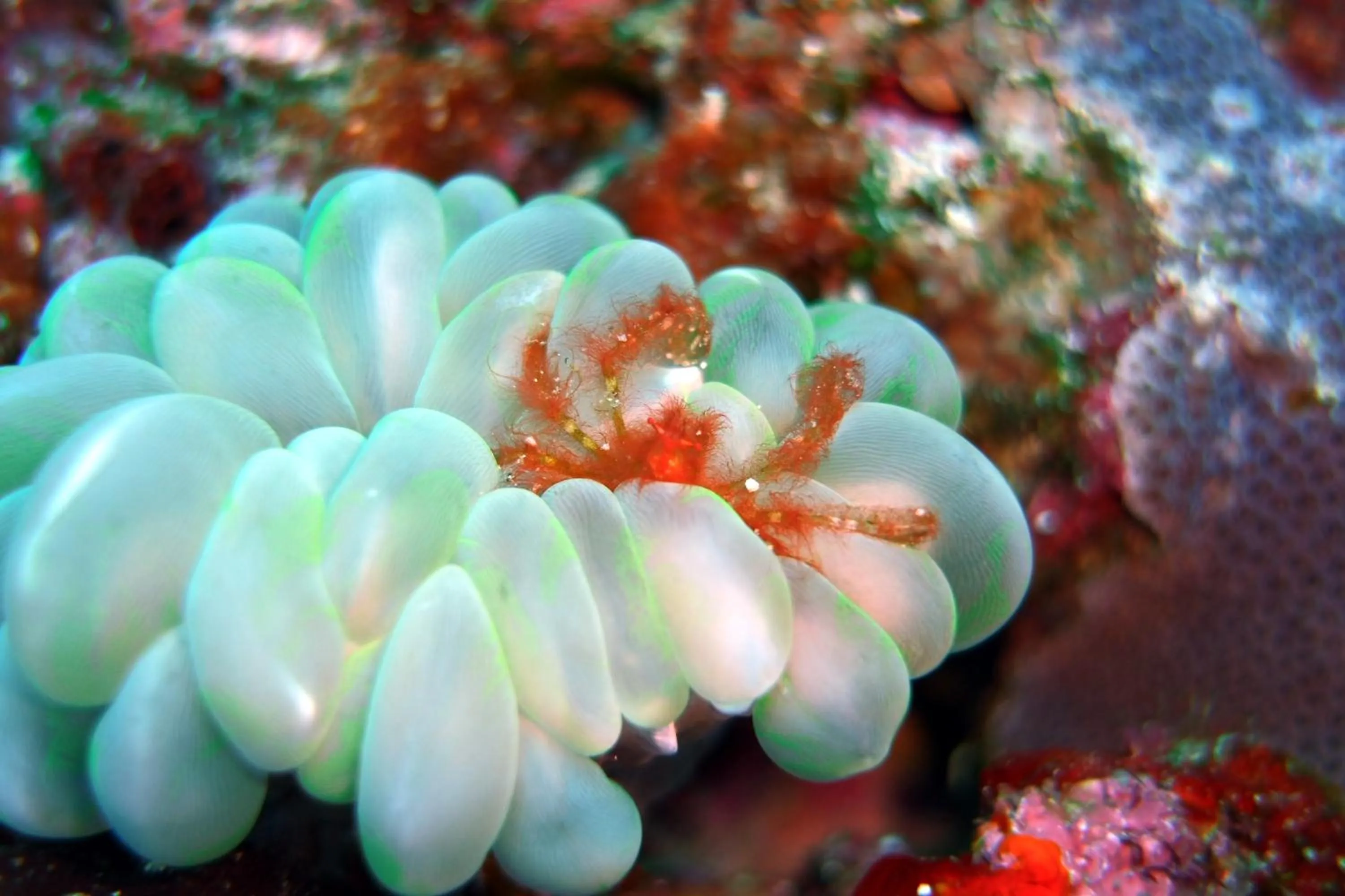 Diving in Bunaken Sea Garden Resort