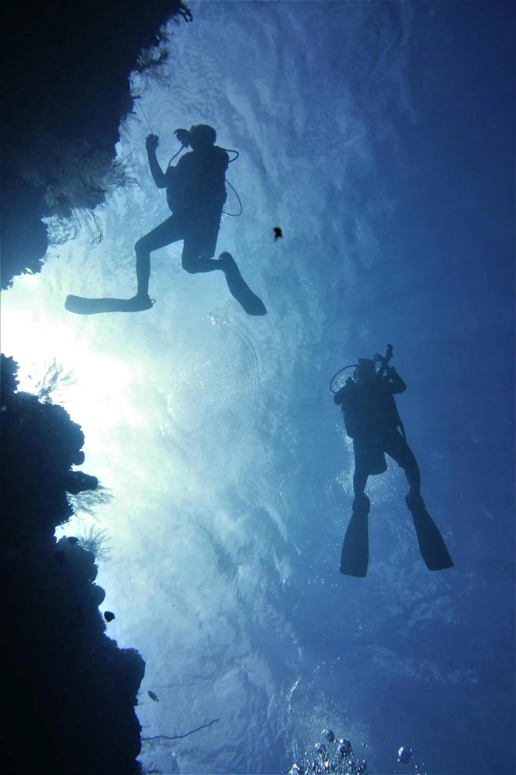 Diving in Bunaken Sea Garden Resort
