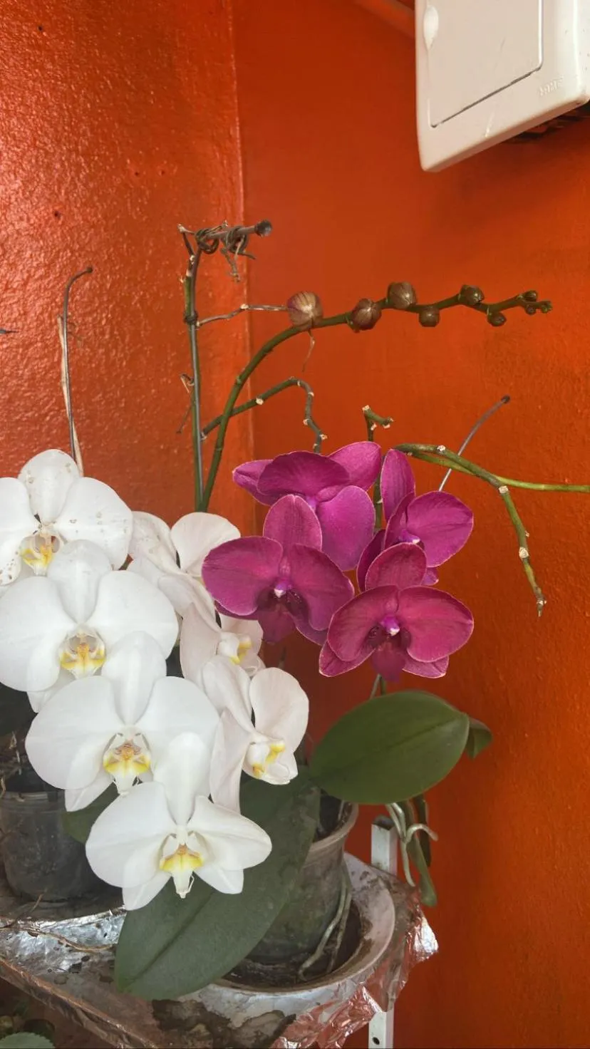 Decorative detail in Pousada Fraga