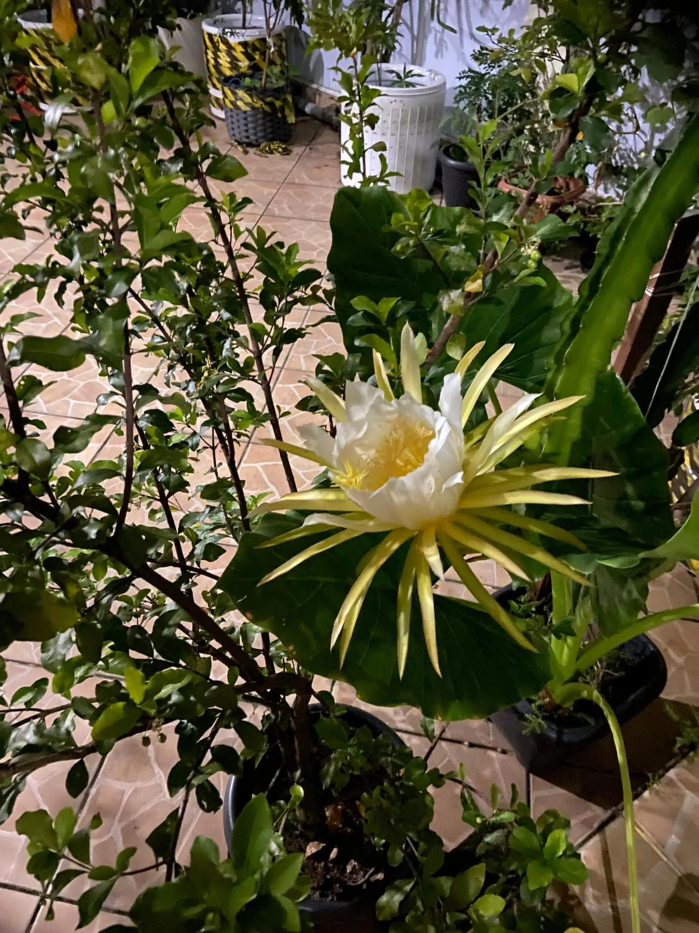 Garden in Pousada Fraga