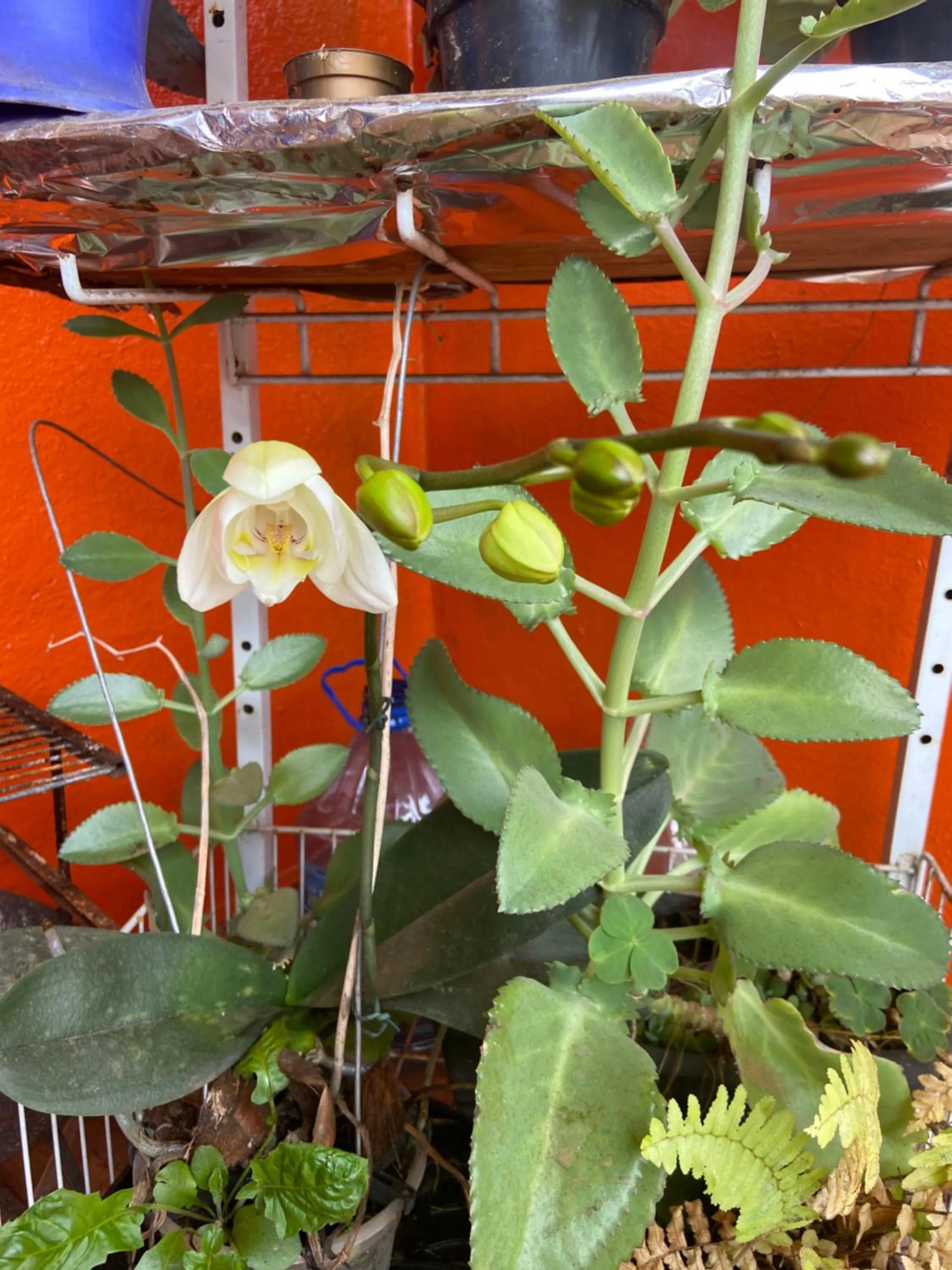 Garden in Pousada Fraga