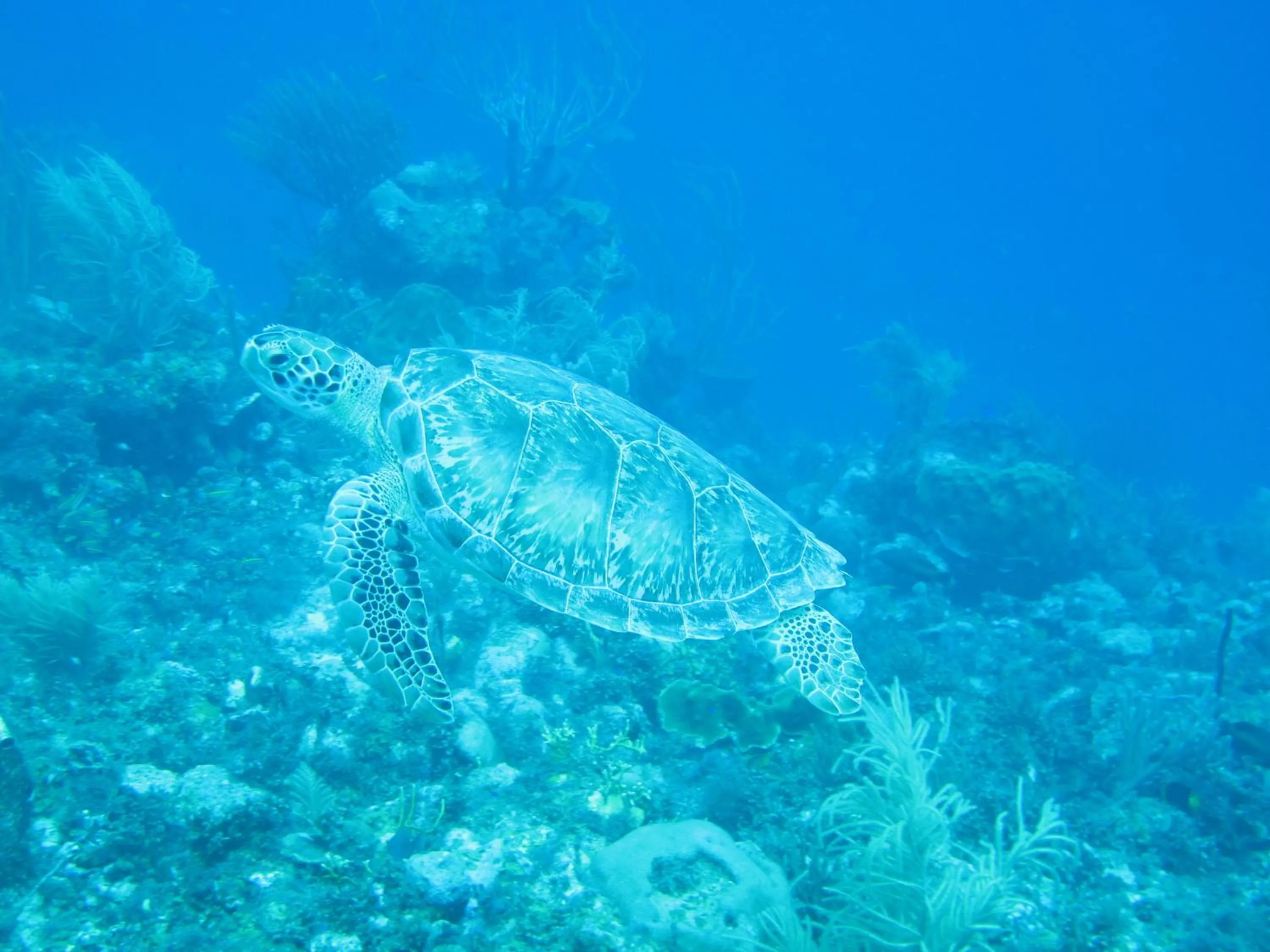 Diving in Caribbean Chillout Apartments
