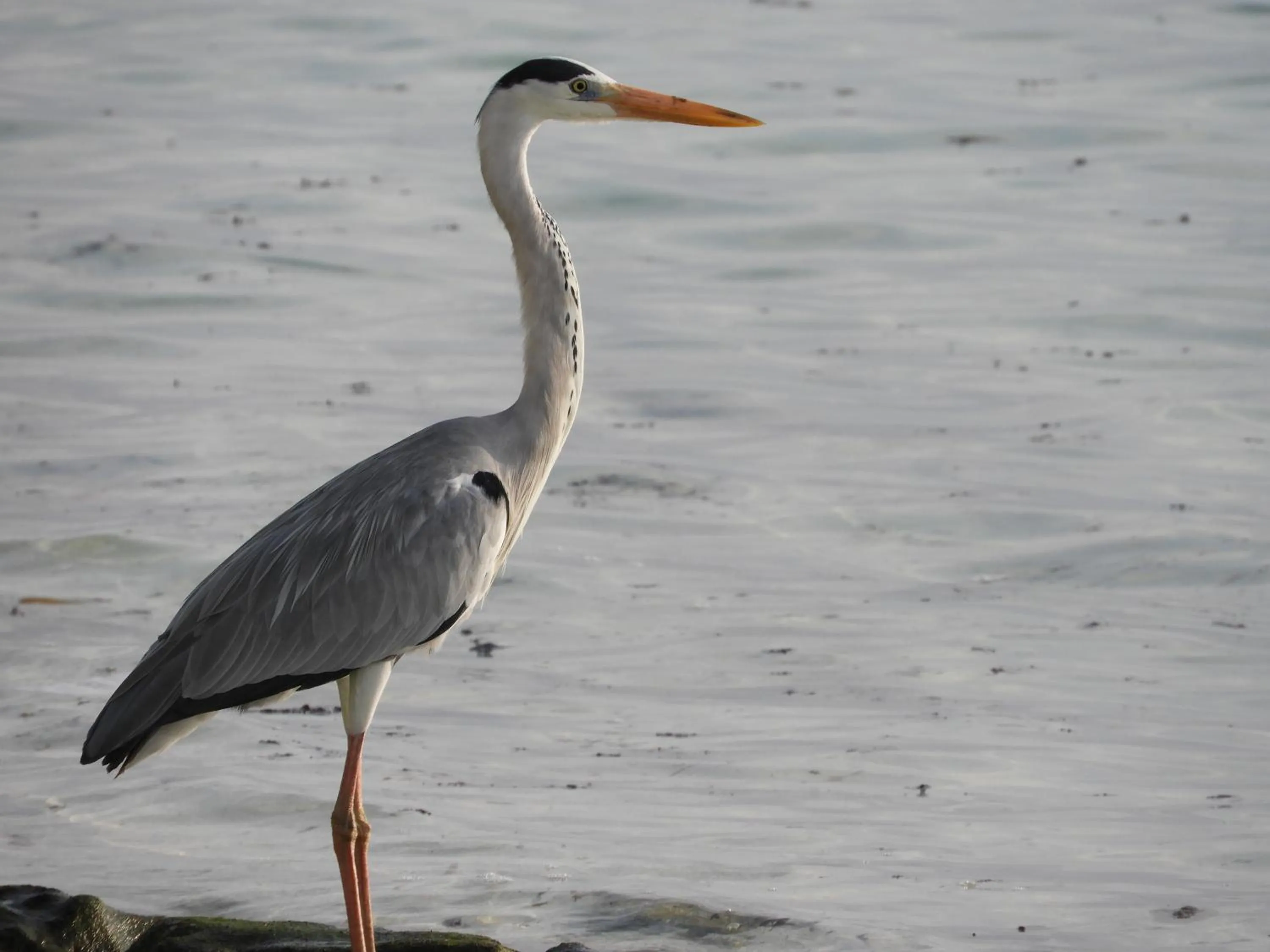 Off site in Karaa Village