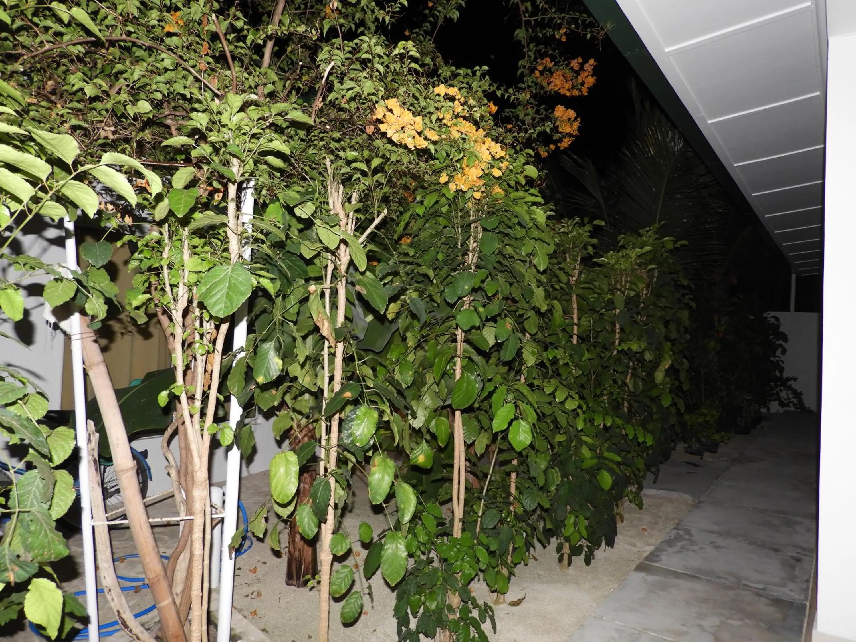 Garden in Karaa Village