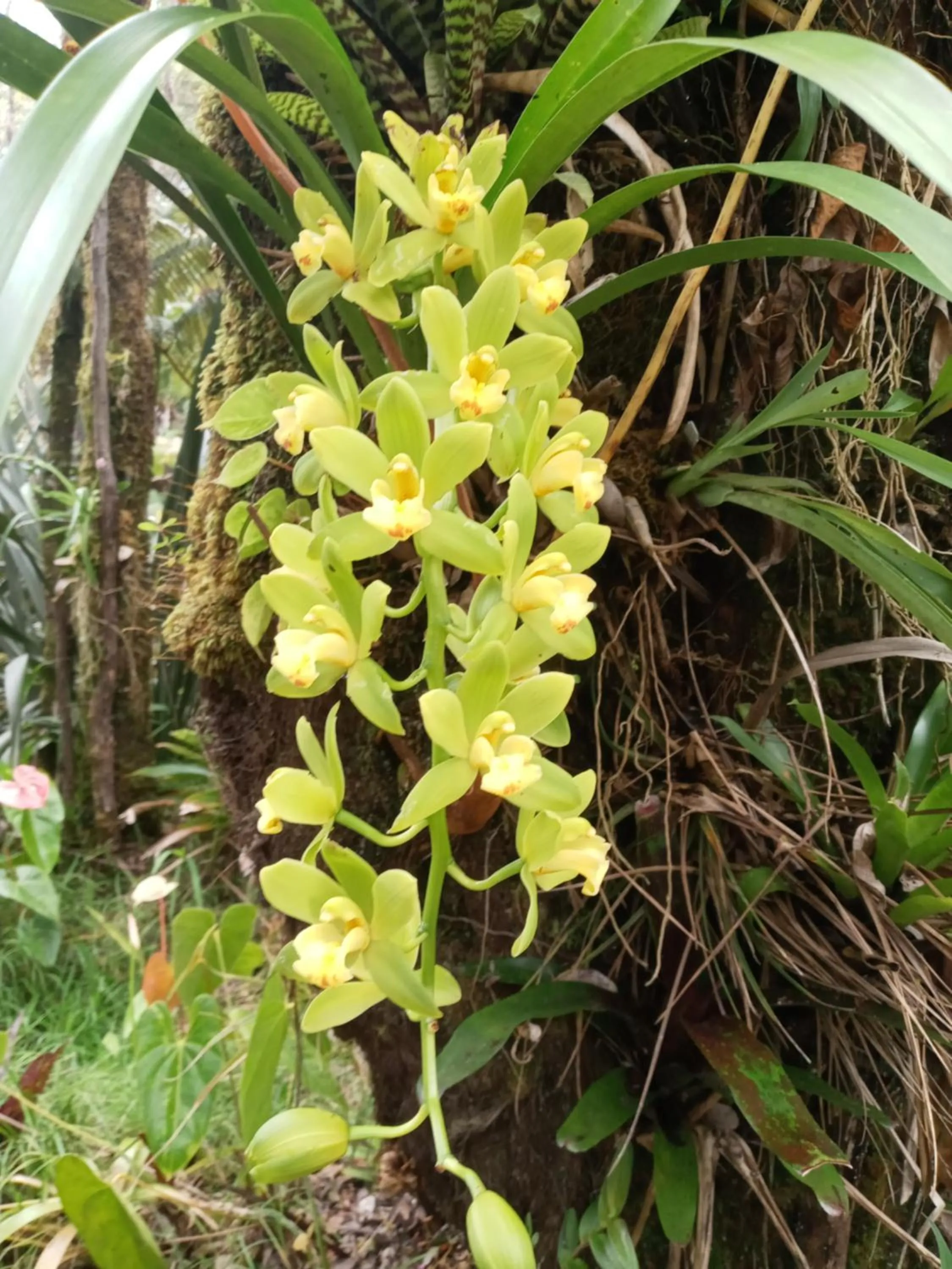 Garden in Aloha Crater Lodge