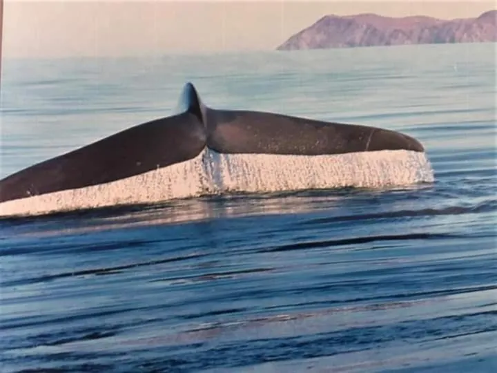 Animals in Loreto Playa Boutique Hotel