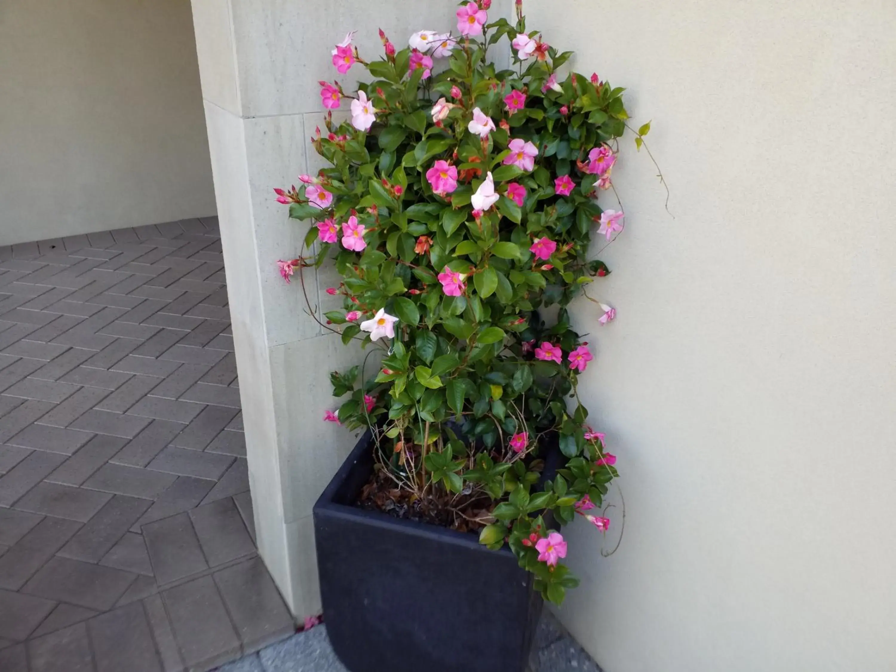 On site in Sorrento Beach Bed & Breakfast On site in Sorrento Beach Bed & Breakfast