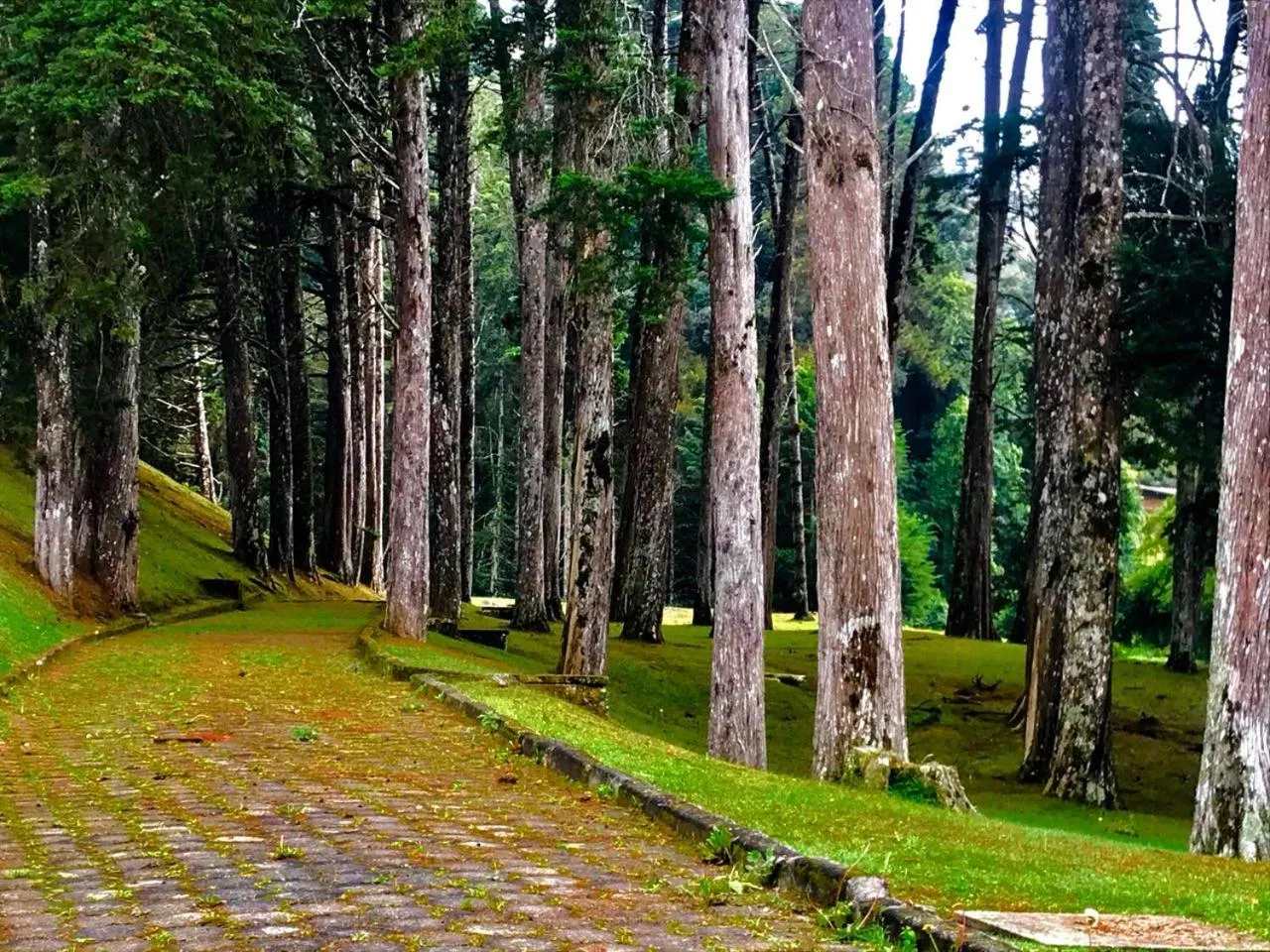 Garden in Hotel Platanus