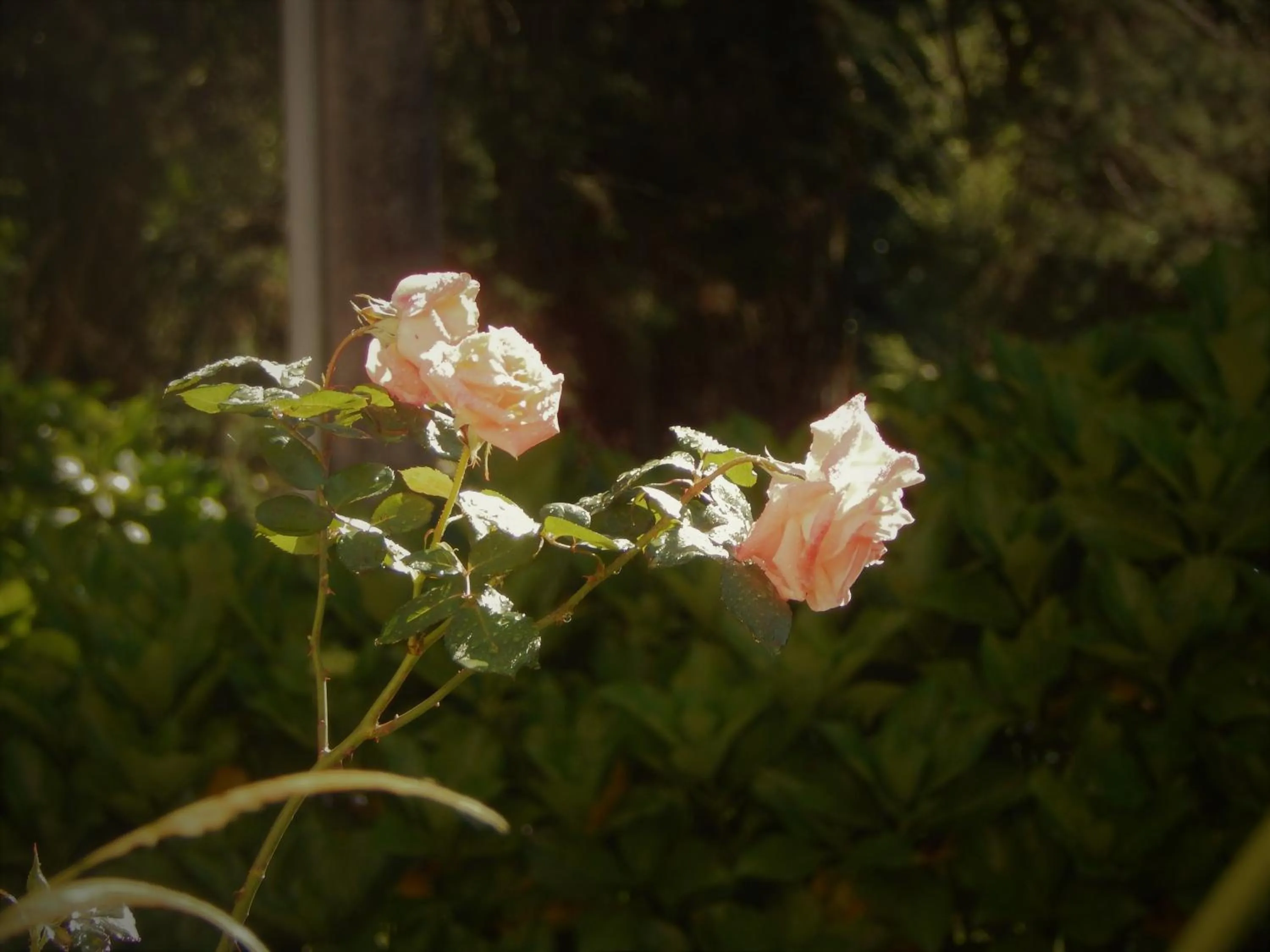 Garden in Hotel Platanus