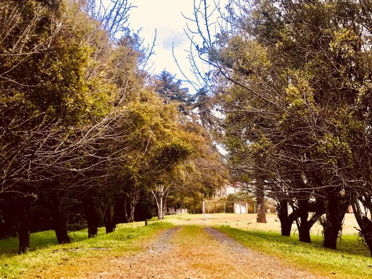 Garden in Hotel Platanus